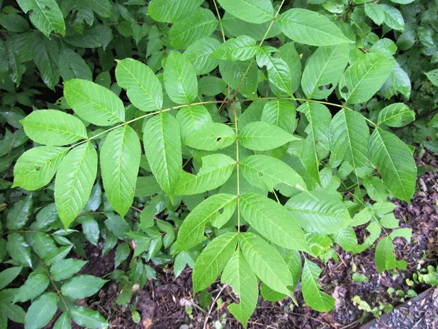 Black Ash (Fraxinus Nigra) — Adaptable but vulnerable to Emerald Ash Borer, it offers yellow fall foliage and supports local wildlife