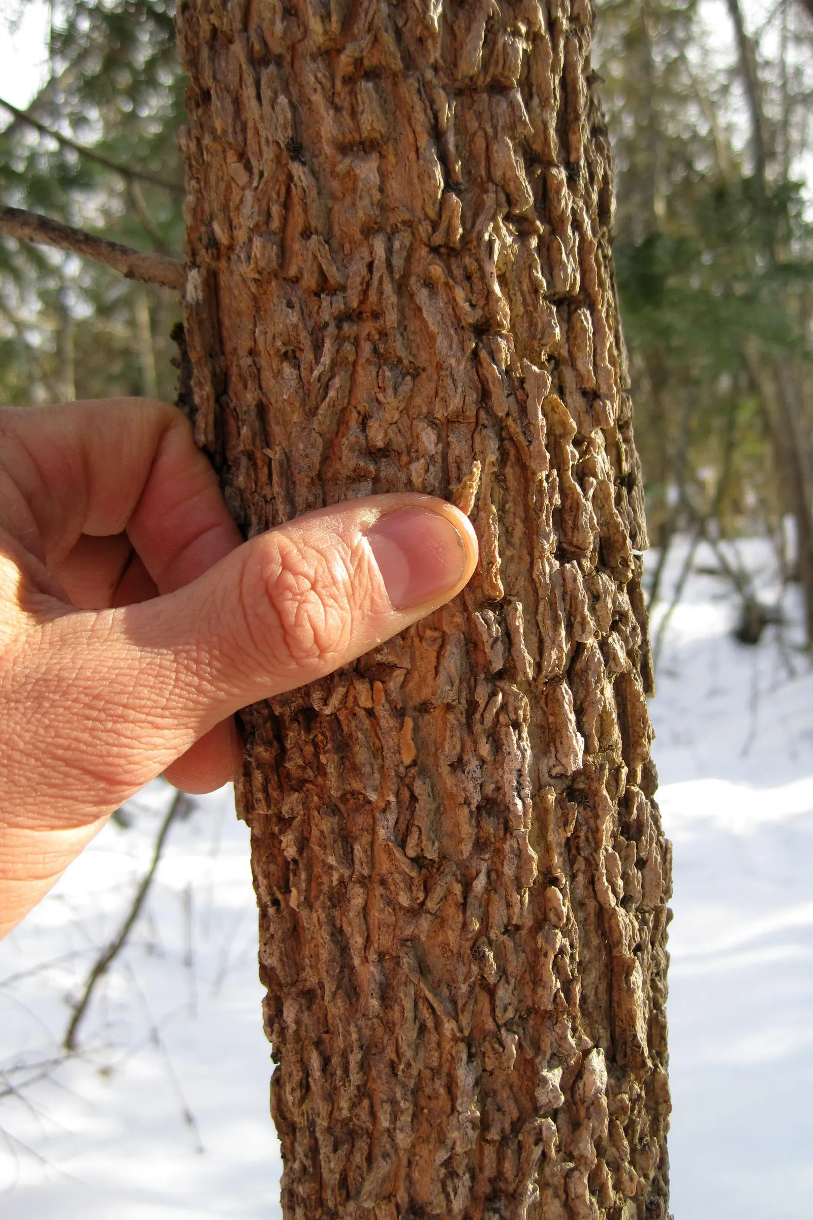 Black Ash (Fraxinus Nigra) — It typically grows 40-60 feet tall, with a trunk diameter of 16-24 inches; with a canopy spread of 20 to 30 feet