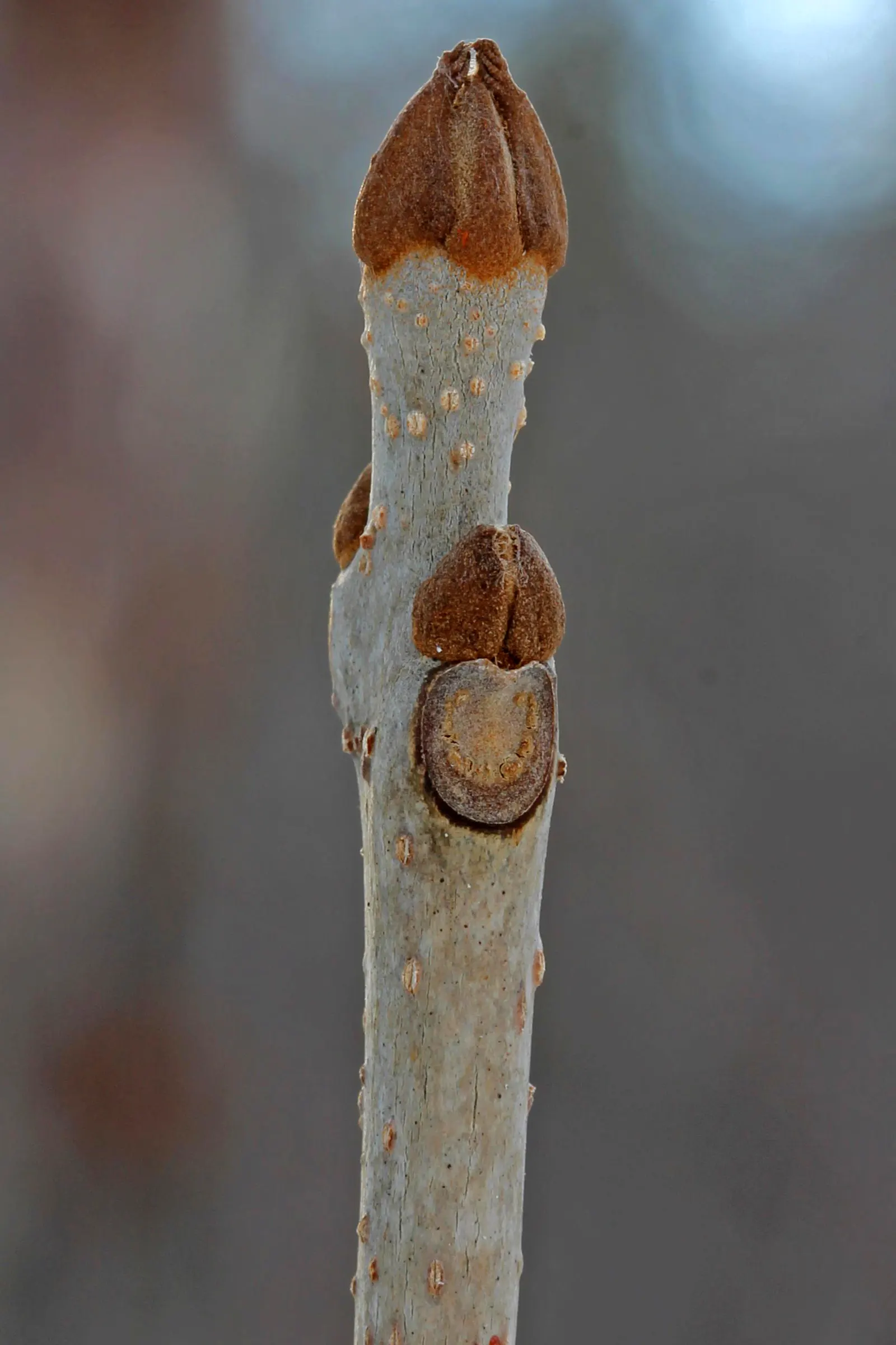 Black Ash (Fraxinus Nigra) — is a deciduous tree of North America's wetland forests; with the latter producing winged seeds that are disseminated by wind