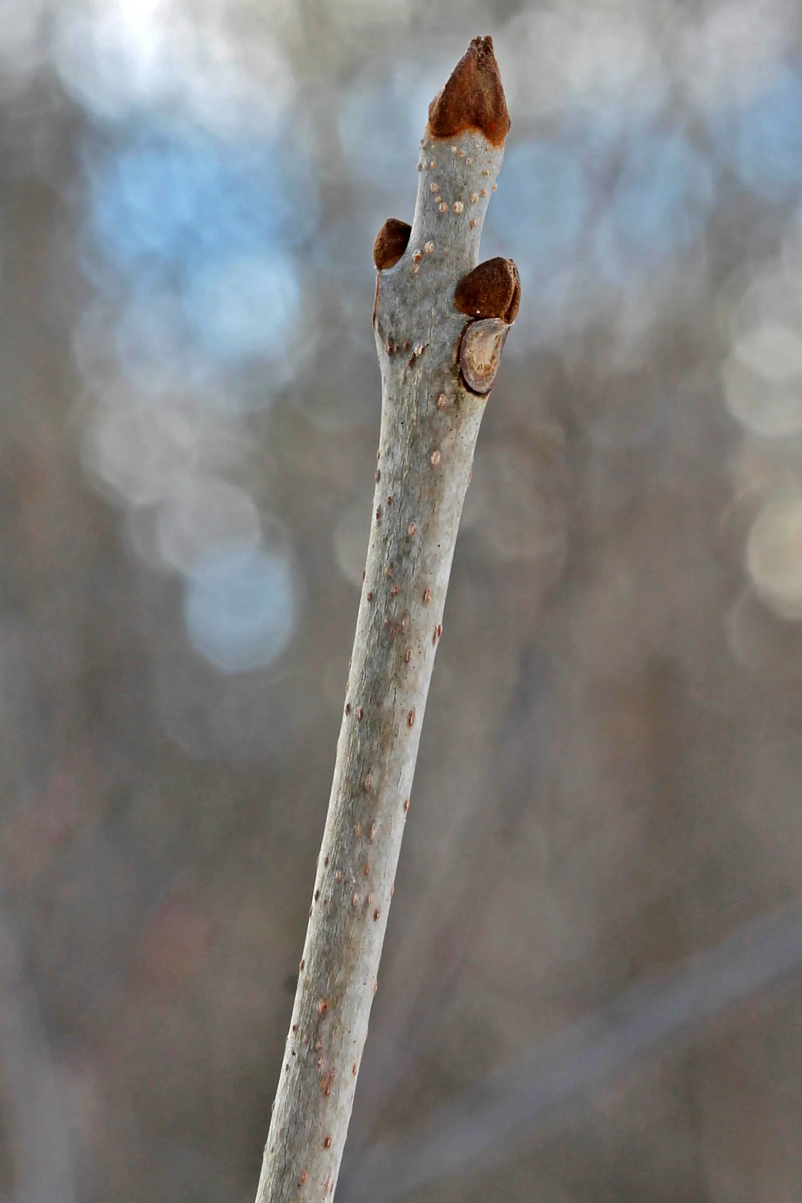 Black Ash (Fraxinus Nigra) — which makes it a compelling choice for riparian buffers or rain gardens