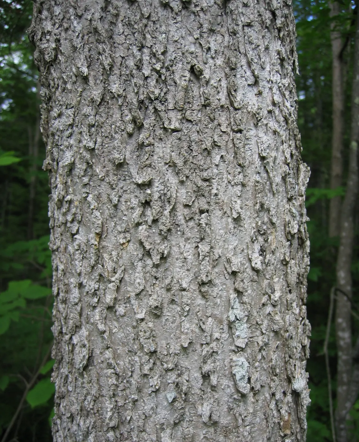Black Ash (Fraxinus Nigra) — It typically grows 40-60 feet tall, with a trunk diameter of 16-24 inches