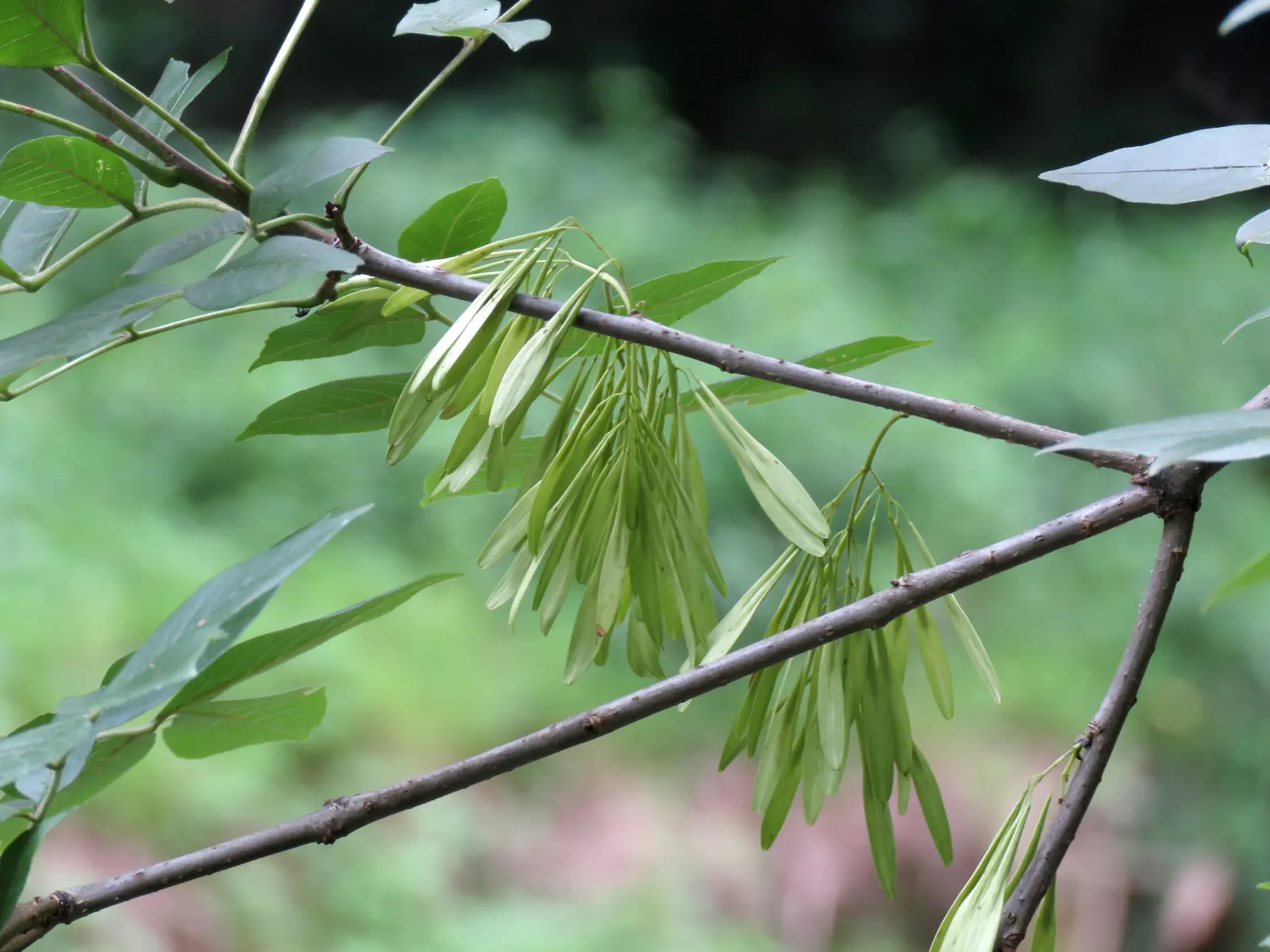 Black Ash (Fraxinus Nigra) — is a deciduous tree of North America's wetland forests