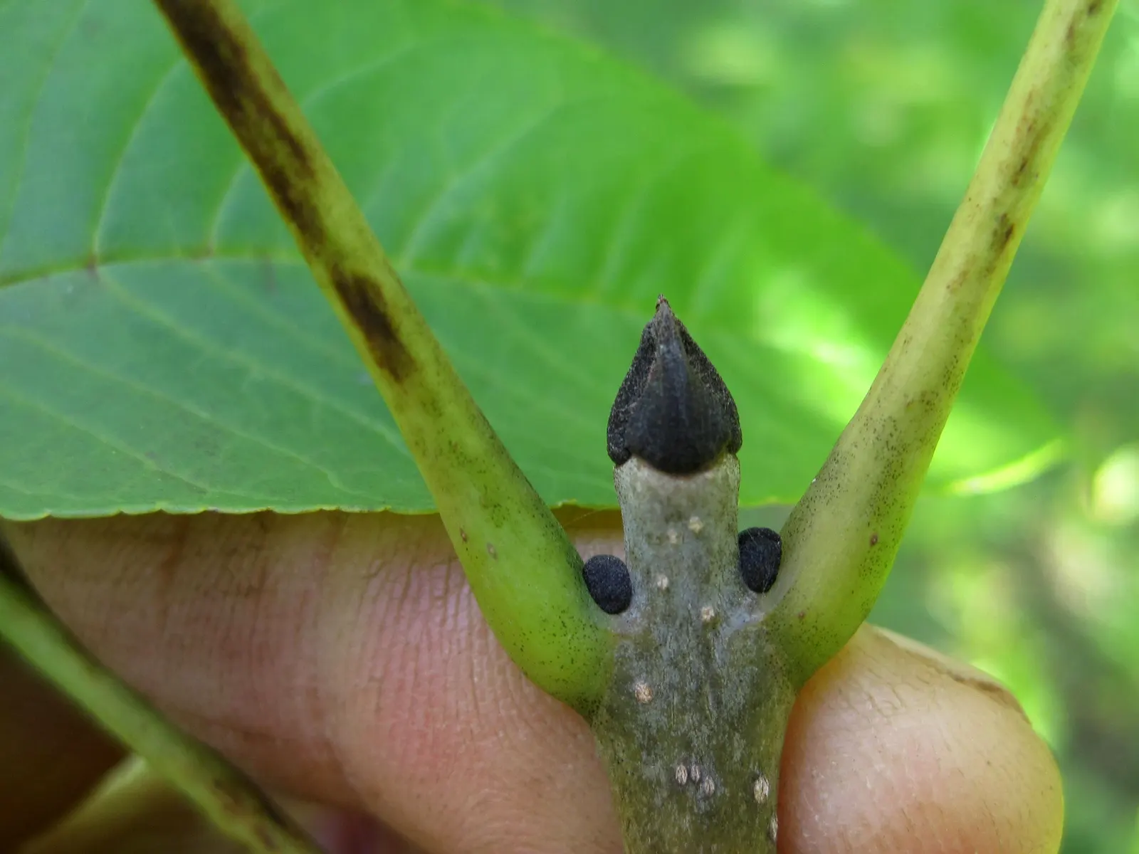 Black Ash (Fraxinus Nigra) — tree for full