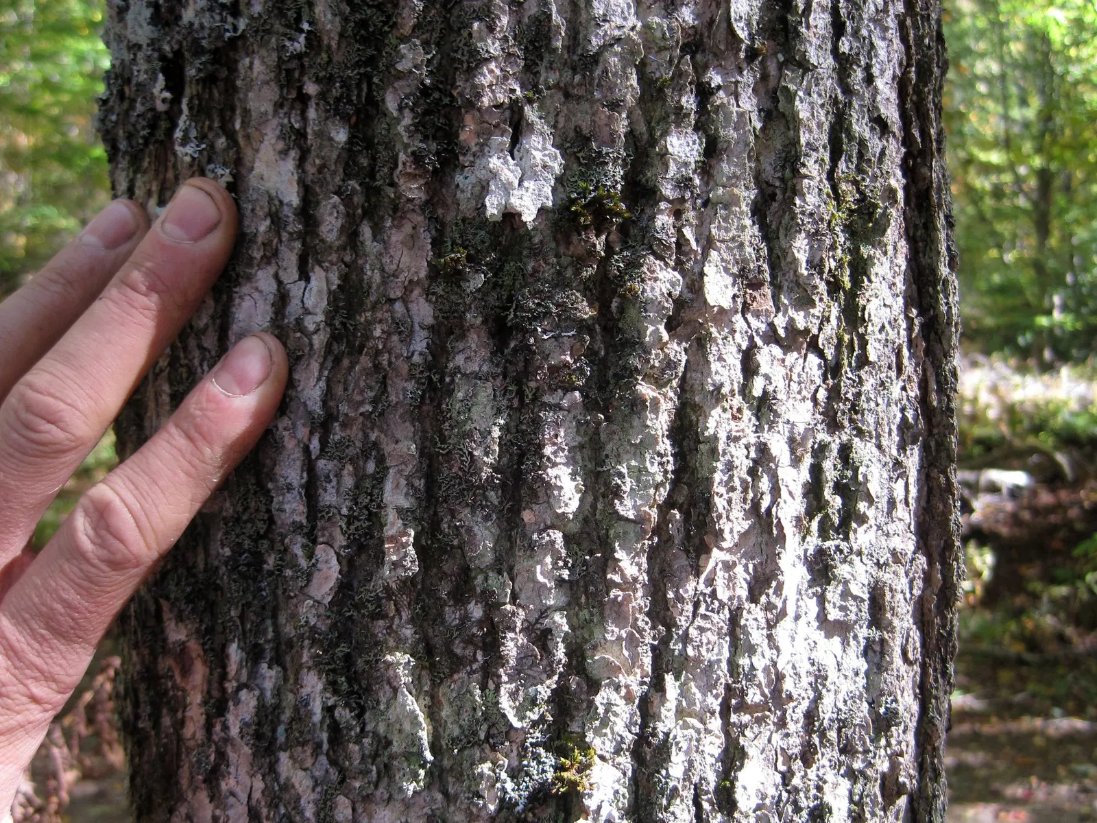 Black Ash (Fraxinus Nigra) — acidic to neutral soils and are often found along swamps