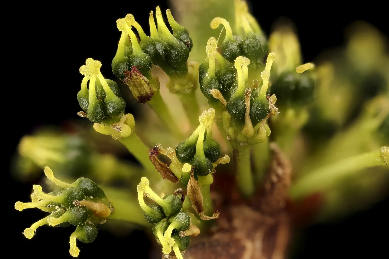 Black Ash (Fraxinus Nigra) — Its straight trunk can reach diameters of 1 to 2 feet