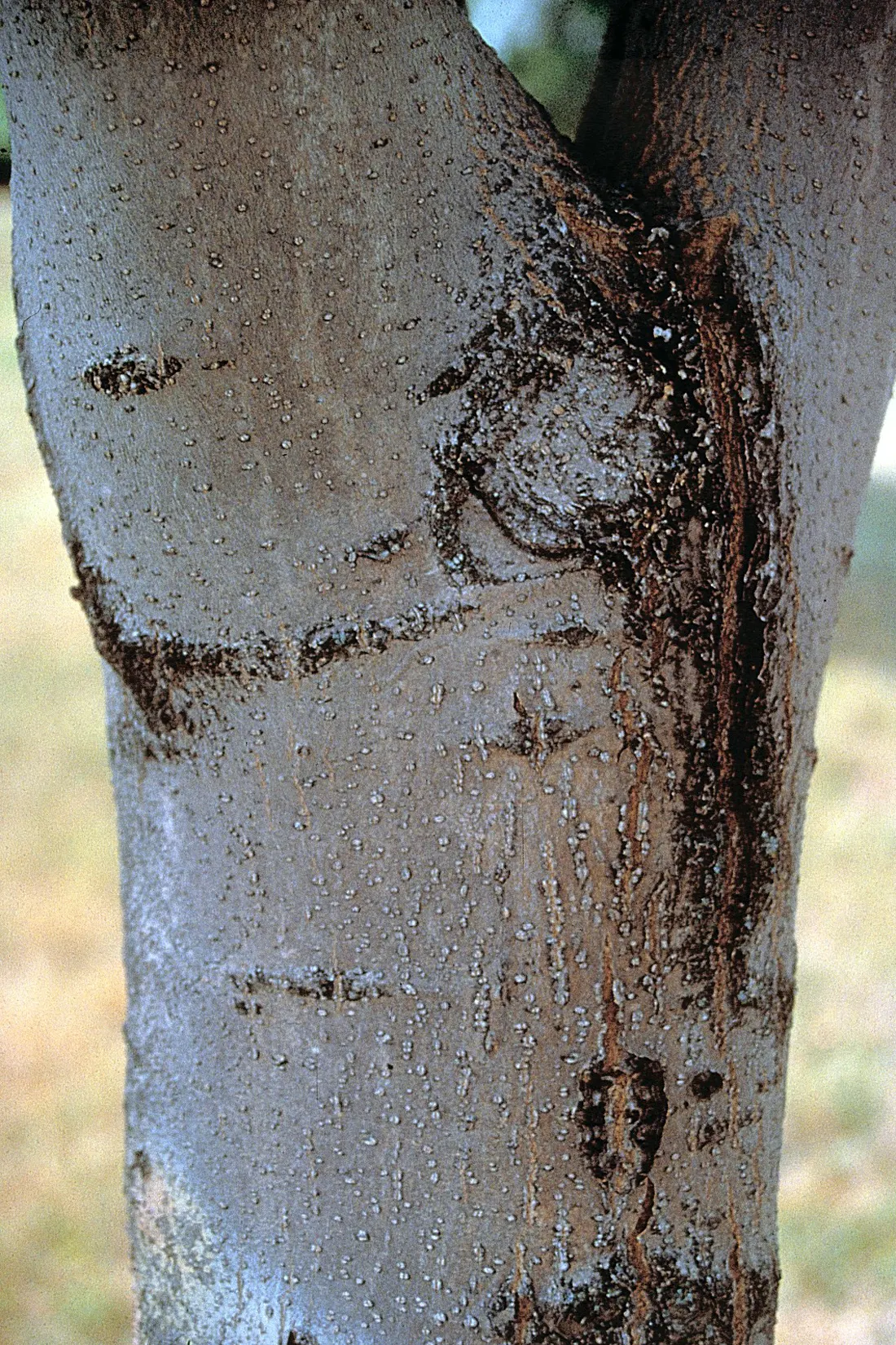 Black Ash (Fraxinus Nigra) — Ideal for naturalistic landscapes