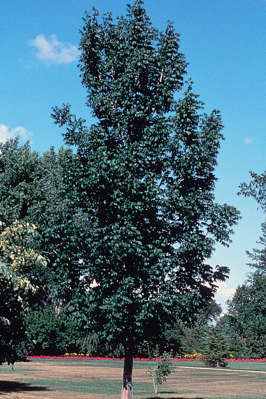 Black Ash (Fraxinus Nigra) — notable for its ecological and cultural importance