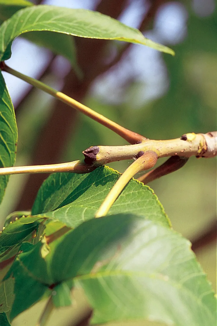 Black Ash (Fraxinus Nigra) — Adaptable but vulnerable to Emerald Ash Borer, it offers yellow fall foliage and supports local wildlife; ideal for naturalistic