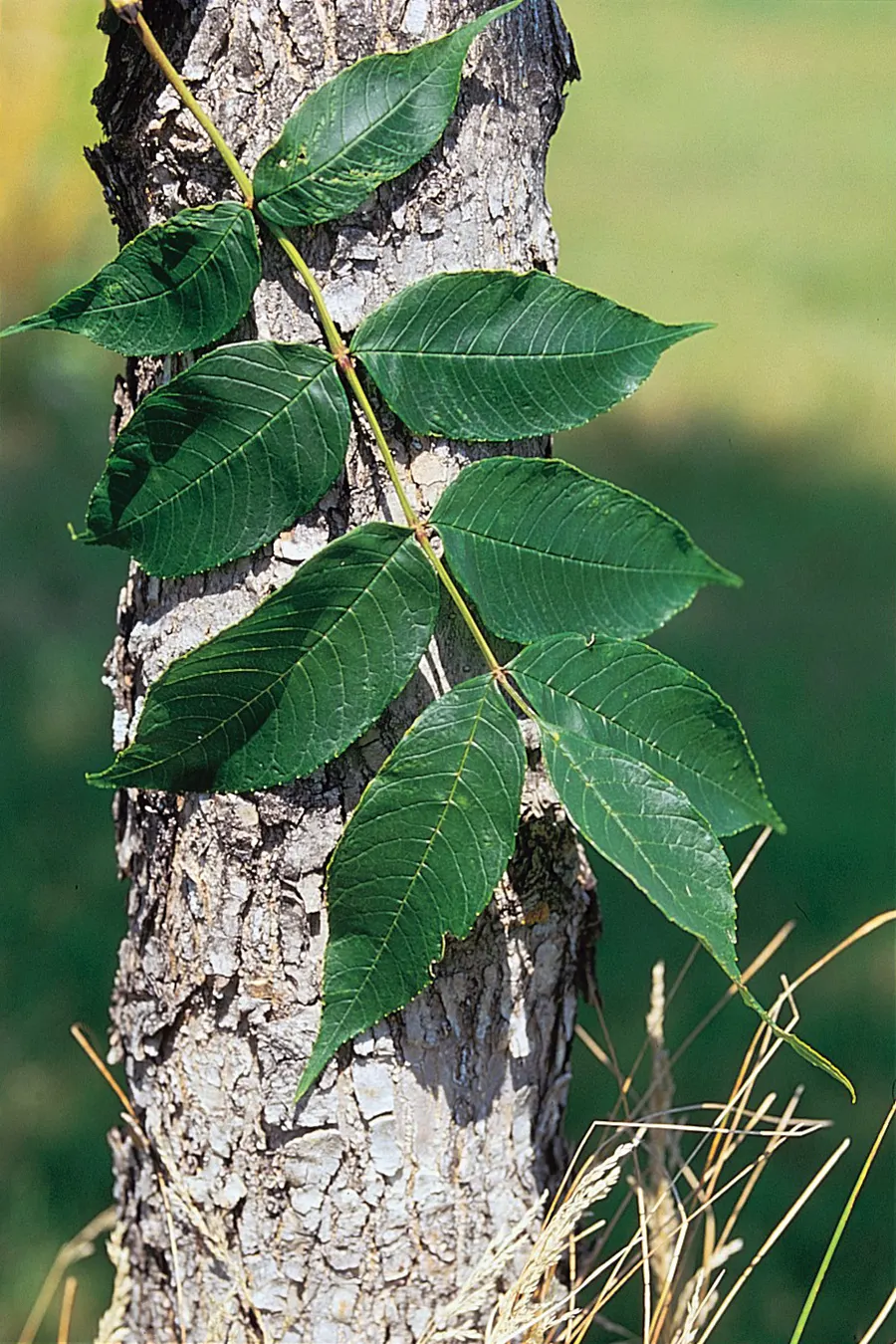 Black Ash (Fraxinus Nigra) — notable for its ecological and cultural importance; black Ash (Fraxinus nigra) is a deciduous tree native to wetlands and swampy