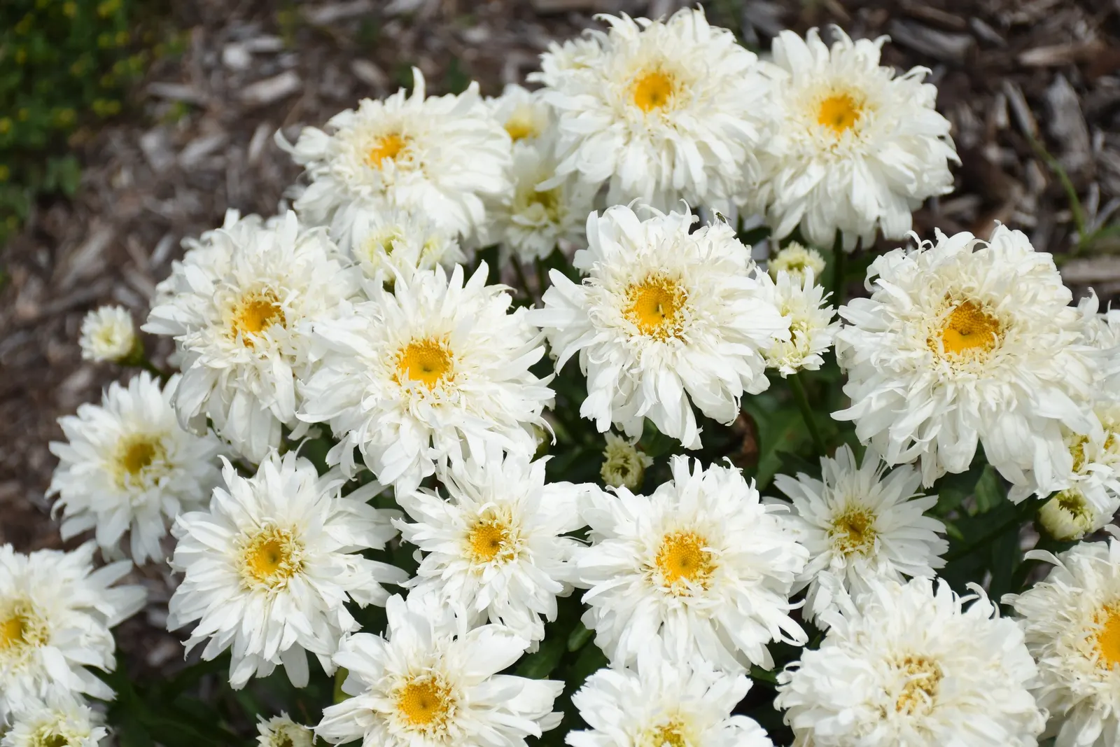 'Marshmallow' Shasta Daisy (Leucanthemum superbum) — bright white flowers over fresh green foliage