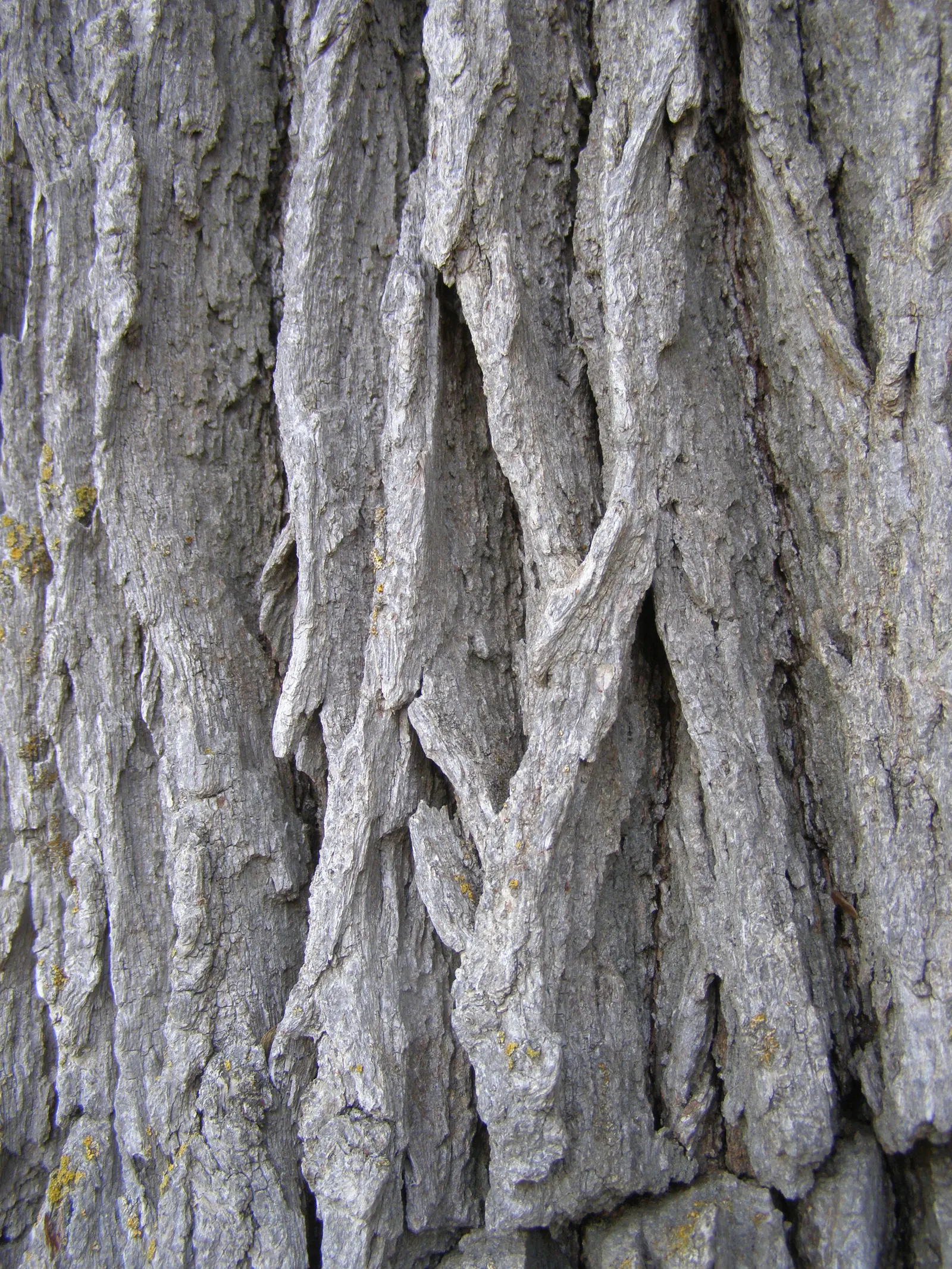 Fremont Cottonwood (Populus Fremontii) — which can grow up to 5 inches long