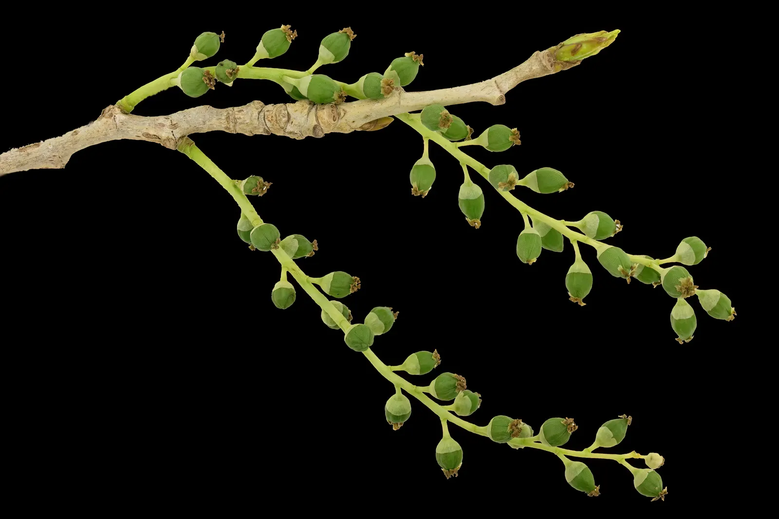 Fremont Cottonwood (Populus Fremontii) — This riparian species thrives in floodplains and near water sources