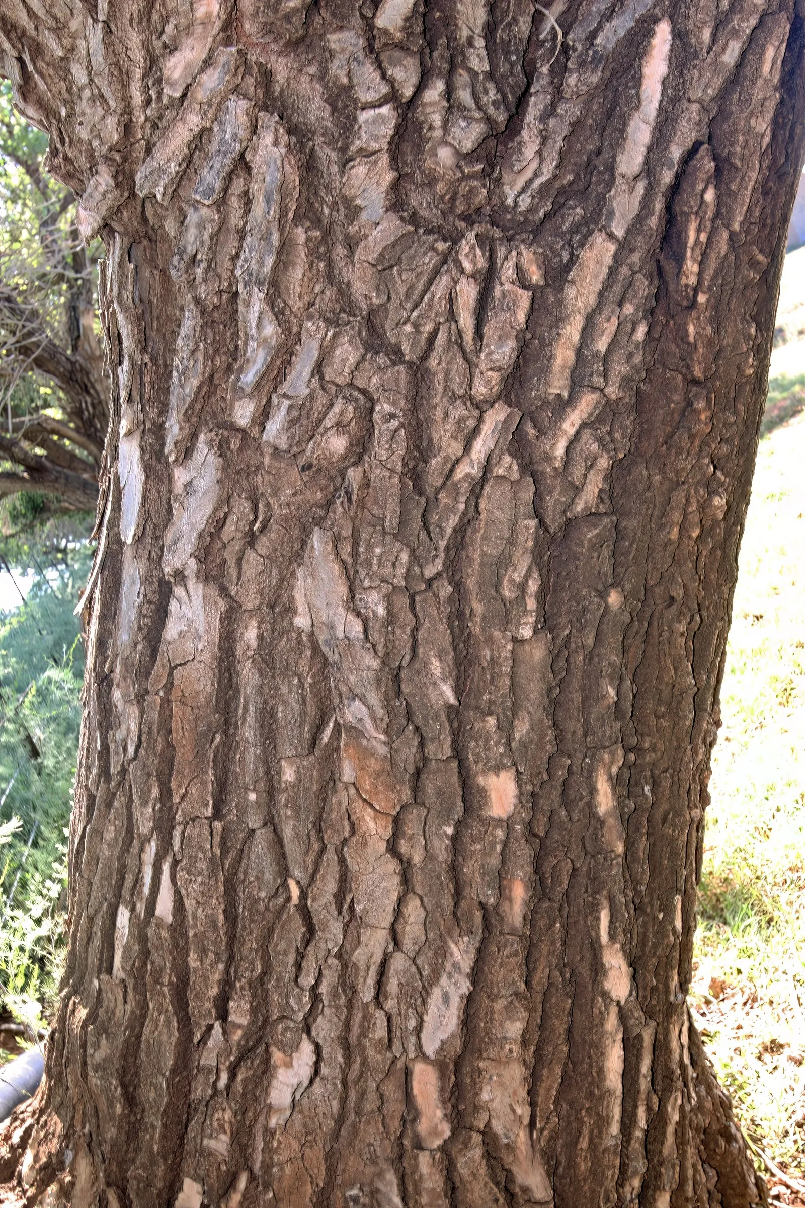 Fremont Cottonwood (Populus Fremontii) — As such, ample space from structures and careful site selection are crucial