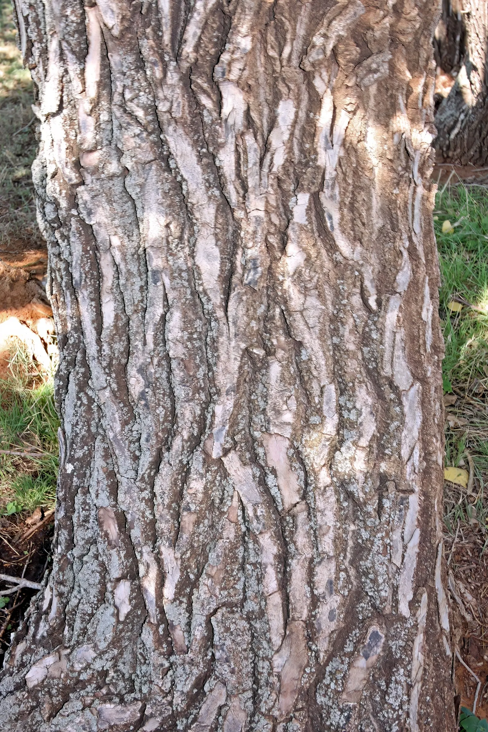 Fremont Cottonwood (Populus Fremontii) — This riparian species thrives in floodplains and near water sources; as such, ample space from structures and careful