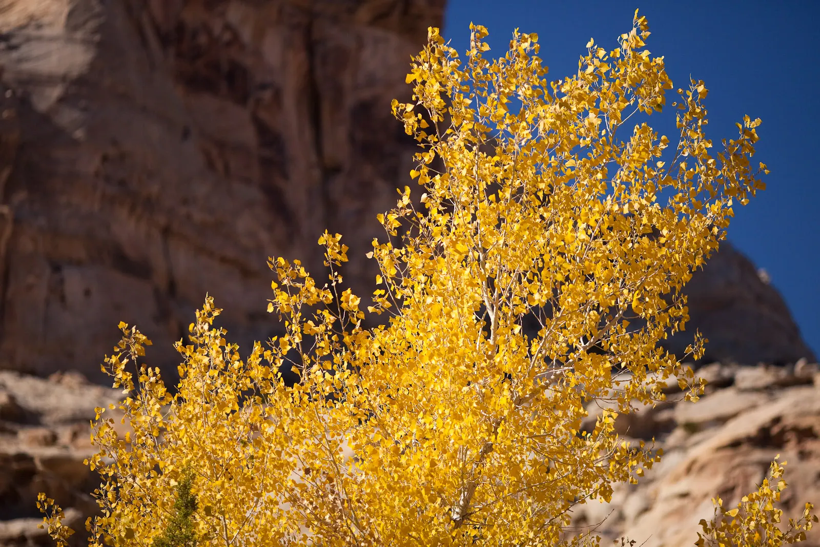 Fremont Cottonwood (Populus Fremontii) — which can disrupt nearby hardscapes or plumbing