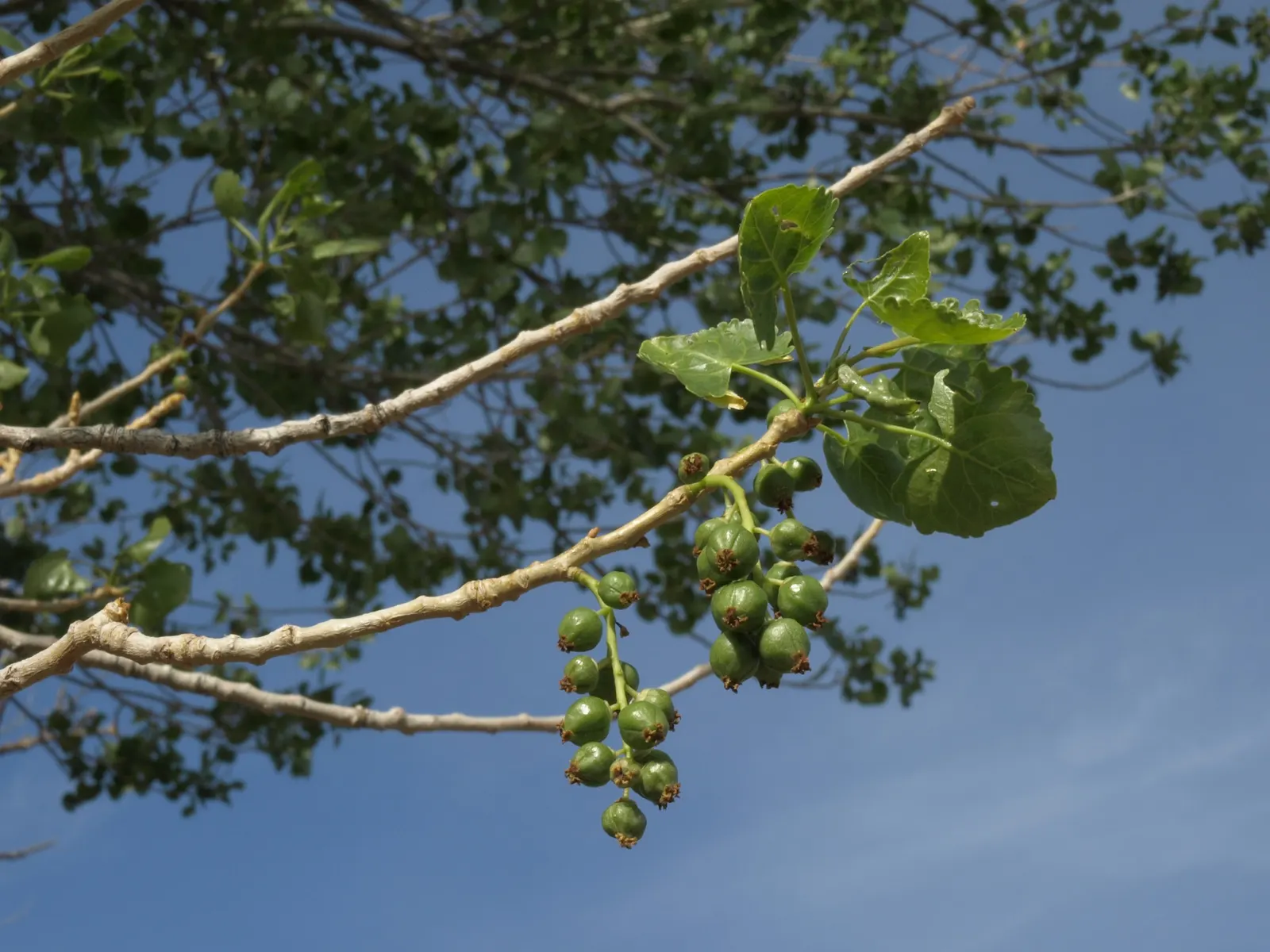 Fremont Cottonwood (Populus Fremontii) — Typically reaching heights of 40 to 90 feet with a canopy spread of 30 to 50 feet; making it an essential component of