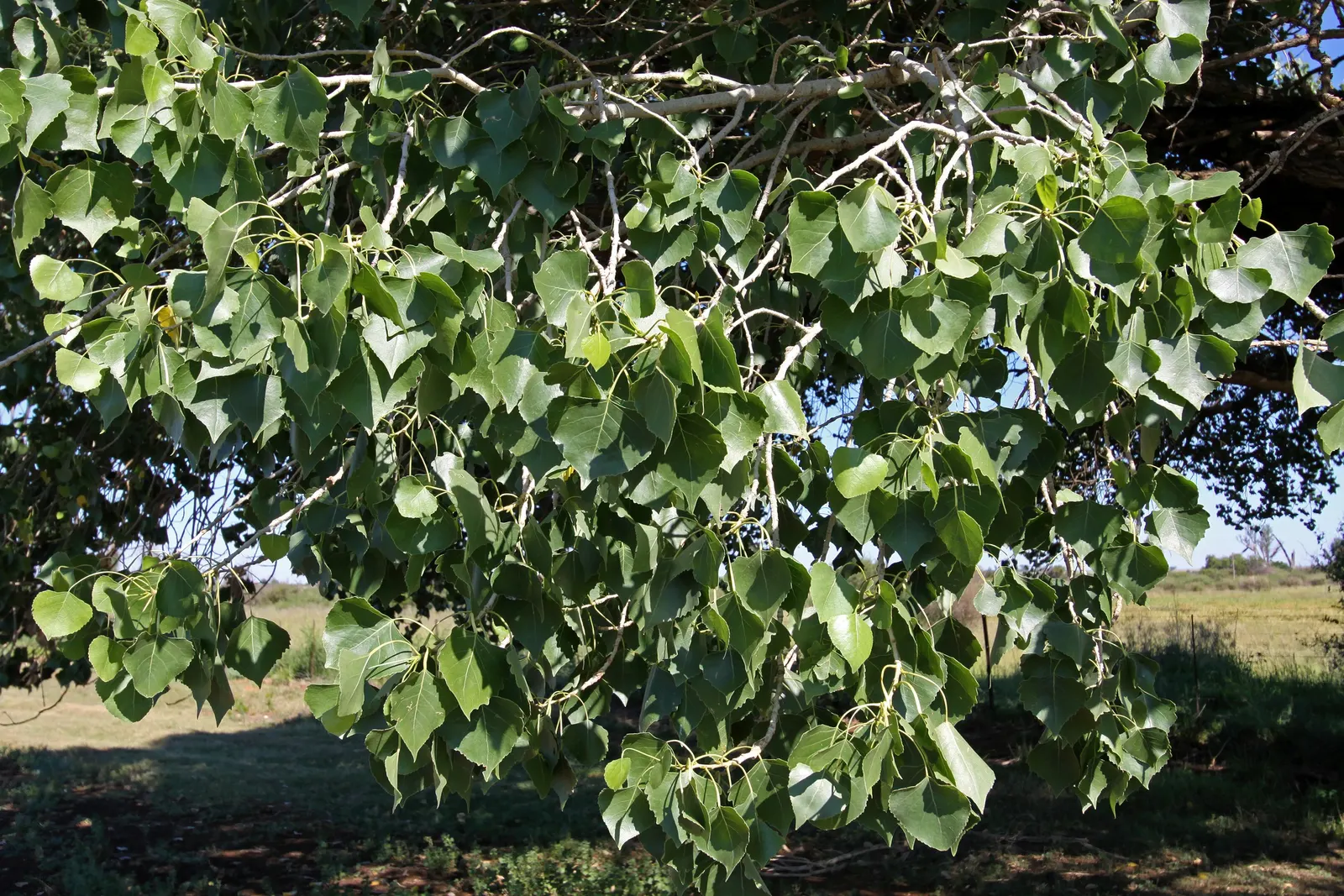 Fremont Cottonwood (Populus Fremontii) — The female trees produce cottony seeds that some find messy