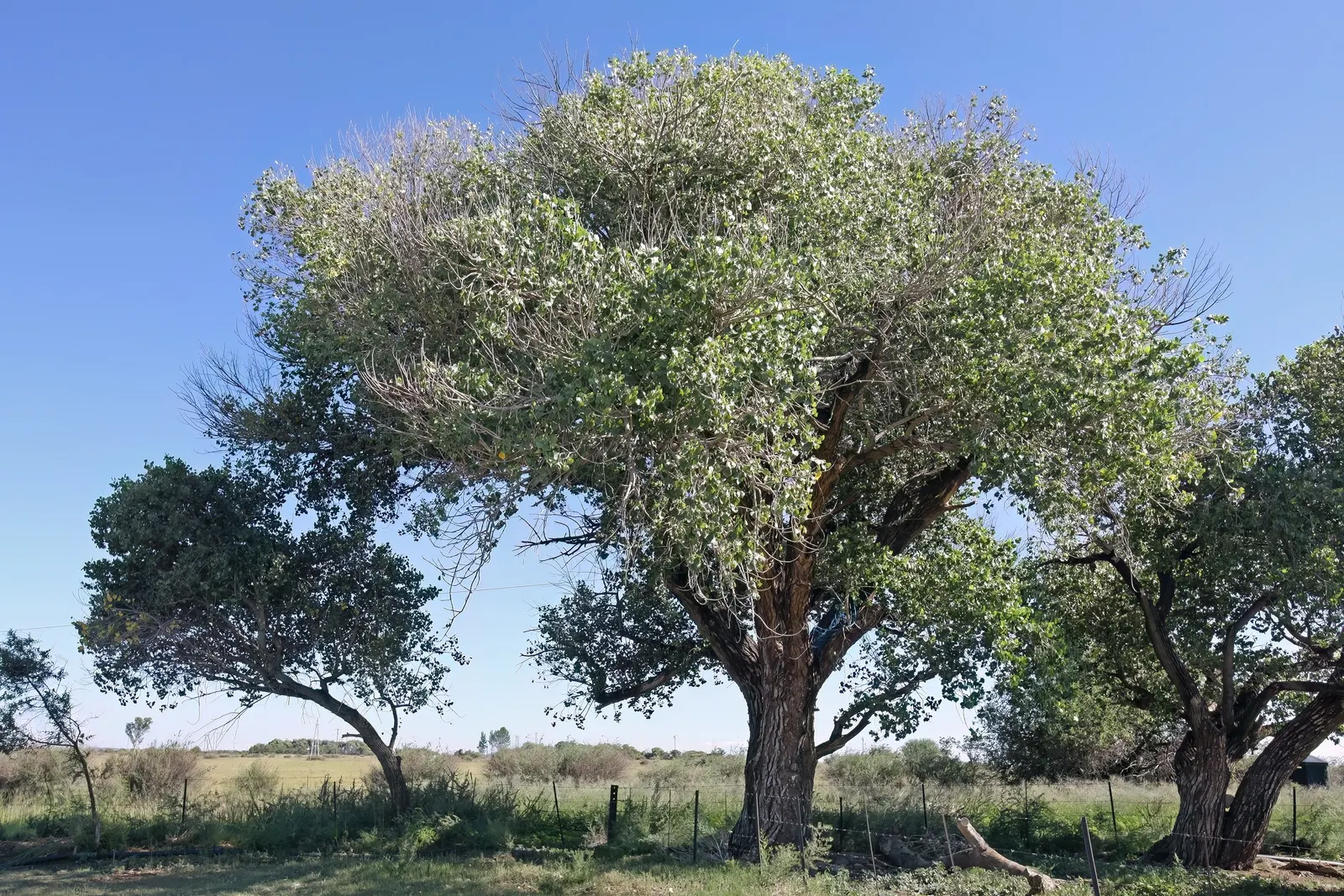 Fremont Cottonwood (Populus Fremontii) — but are a unique natural event.<br><br>In summary