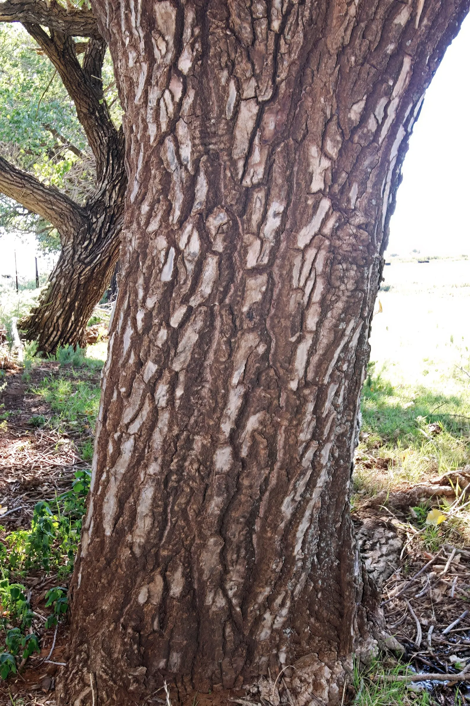 Fremont Cottonwood (Populus Fremontii) — Its broad, open canopy of heart-shaped leaves offers vibrant green foliage that turns golden-yellow in autumn