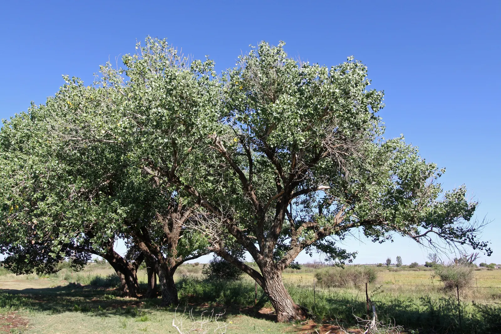 Fremont Cottonwood (Populus Fremontii) — Populus fremontii, commonly known as Fremont Cottonwood, is a North American native deciduous tree; zones 3-9, it