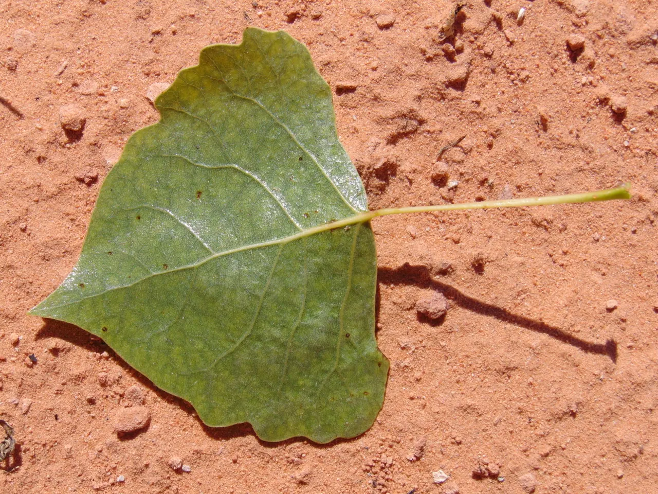 Fremont Cottonwood (Populus Fremontii) — zones 3-9, it thrives in full sun and moist conditions, often near waterways