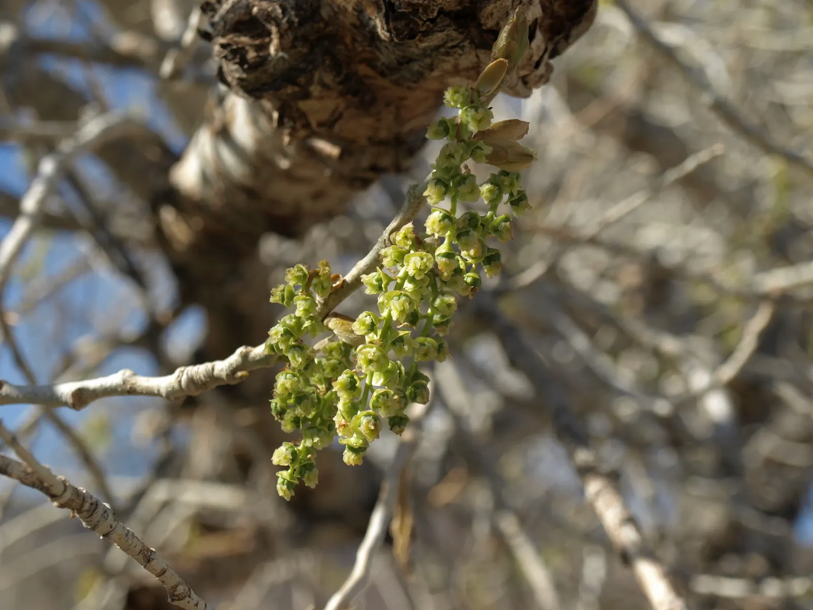 Fremont Cottonwood (Populus Fremontii) — zones 3-9, it thrives in full sun and moist conditions, often near waterways; this fast-growing species reaches