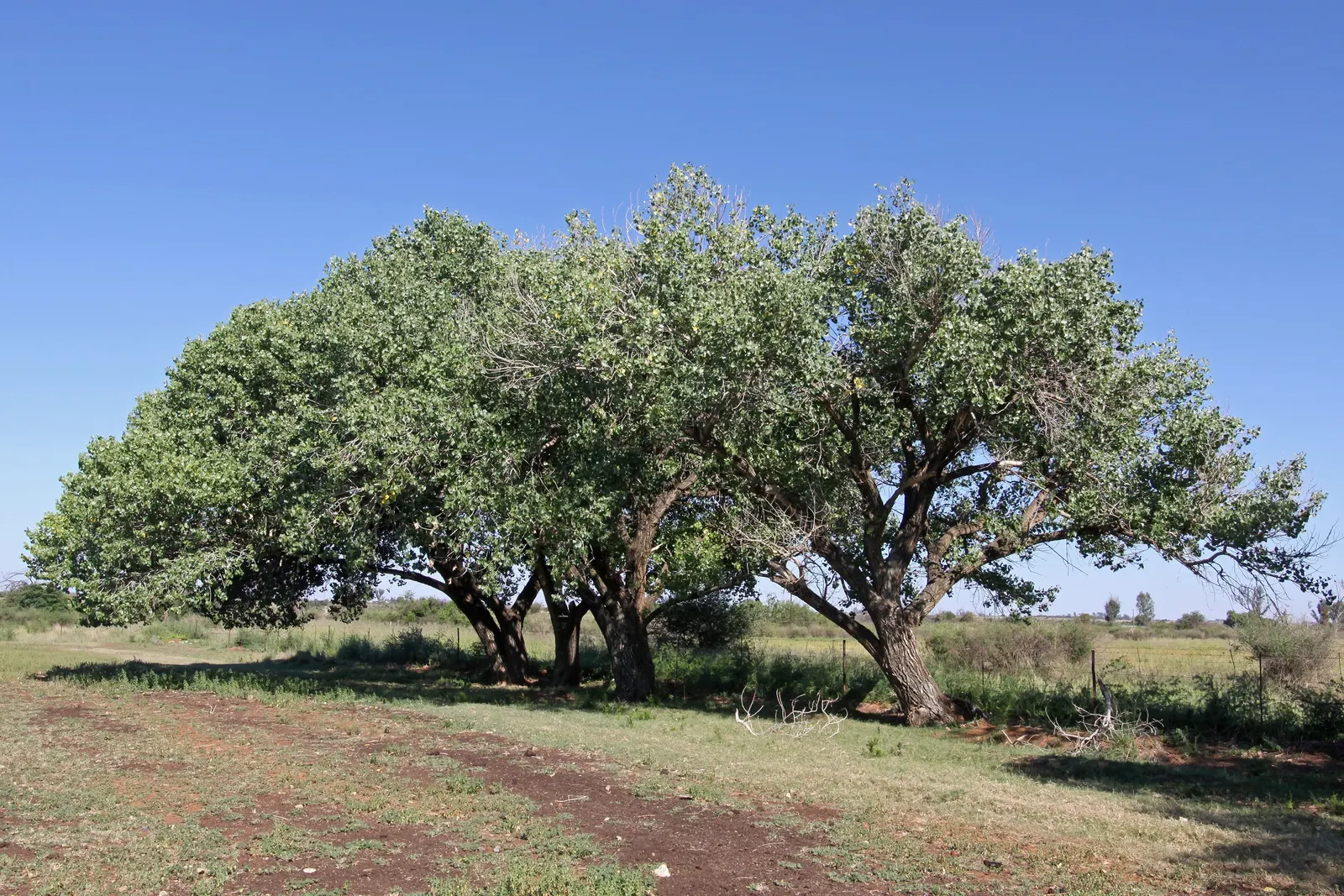 Fremont Cottonwood (Populus Fremontii) — With a maximum trunk diameter of 3 to 4 feet