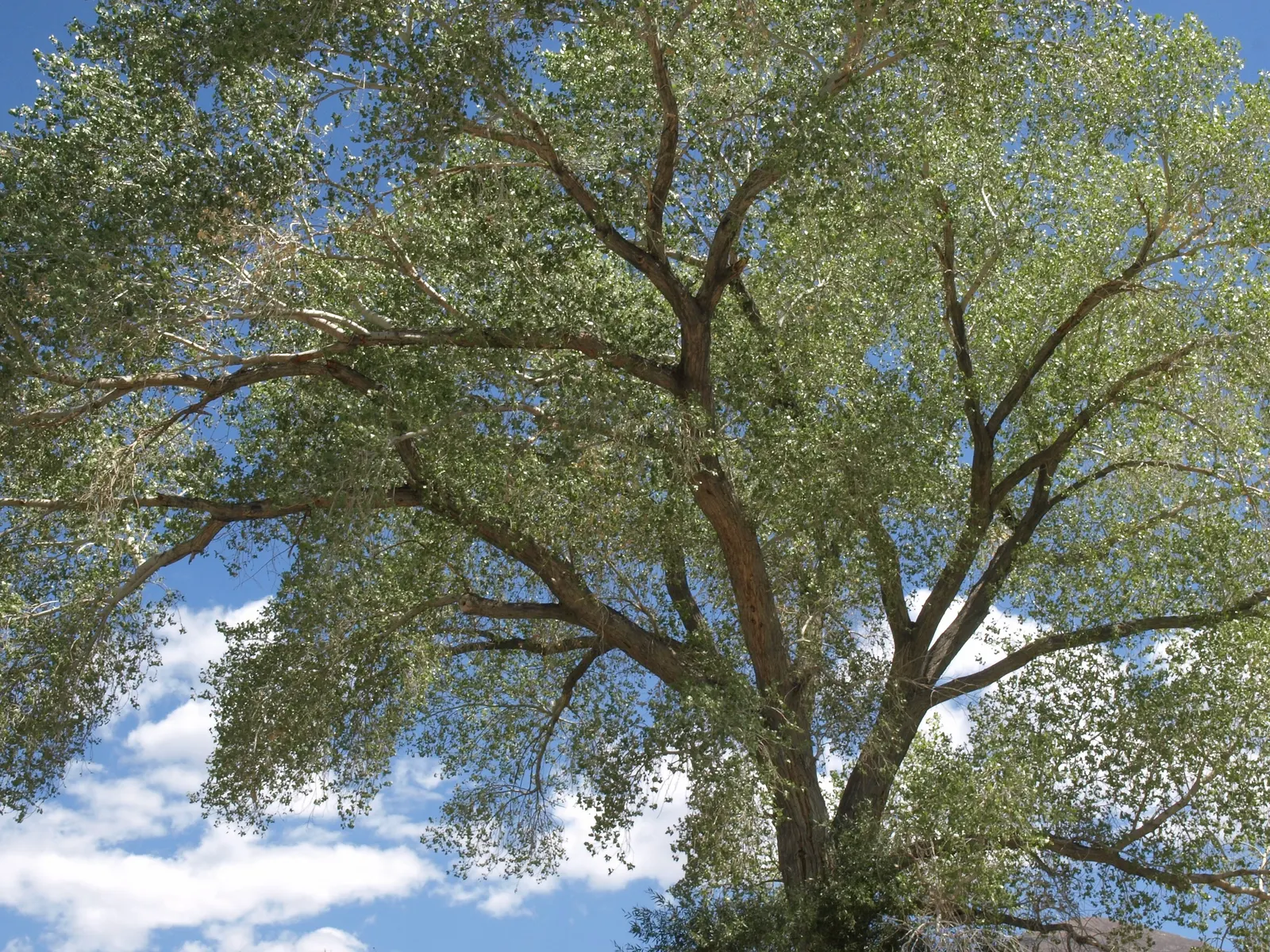 Fremont Cottonwood (Populus Fremontii) — This fast-growing species reaches heights of 40-60 feet, with a similar spread; which can grow up to 5 inches long