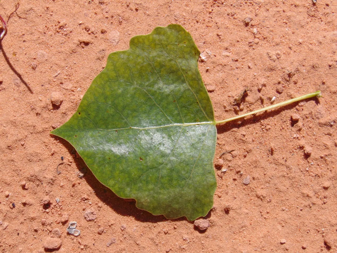 Fremont Cottonwood (Populus Fremontii) — Moreover, the Cottonwood is dioecious, with male and female flowers borne on separate trees