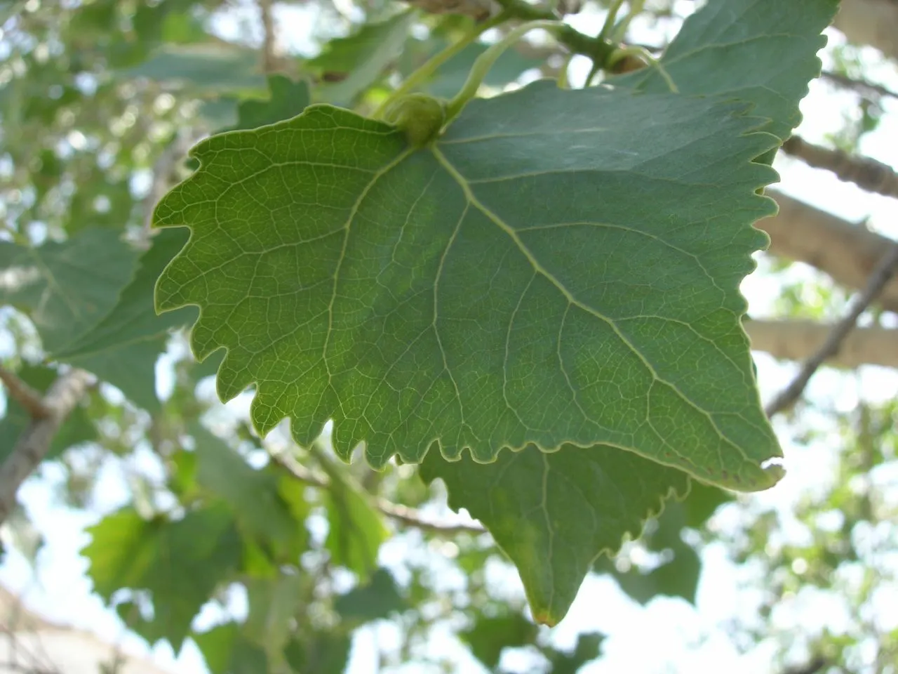 Fremont Cottonwood (Populus Fremontii) — the Fremont Cottonwood delivers a striking display of yellow hues in the fall