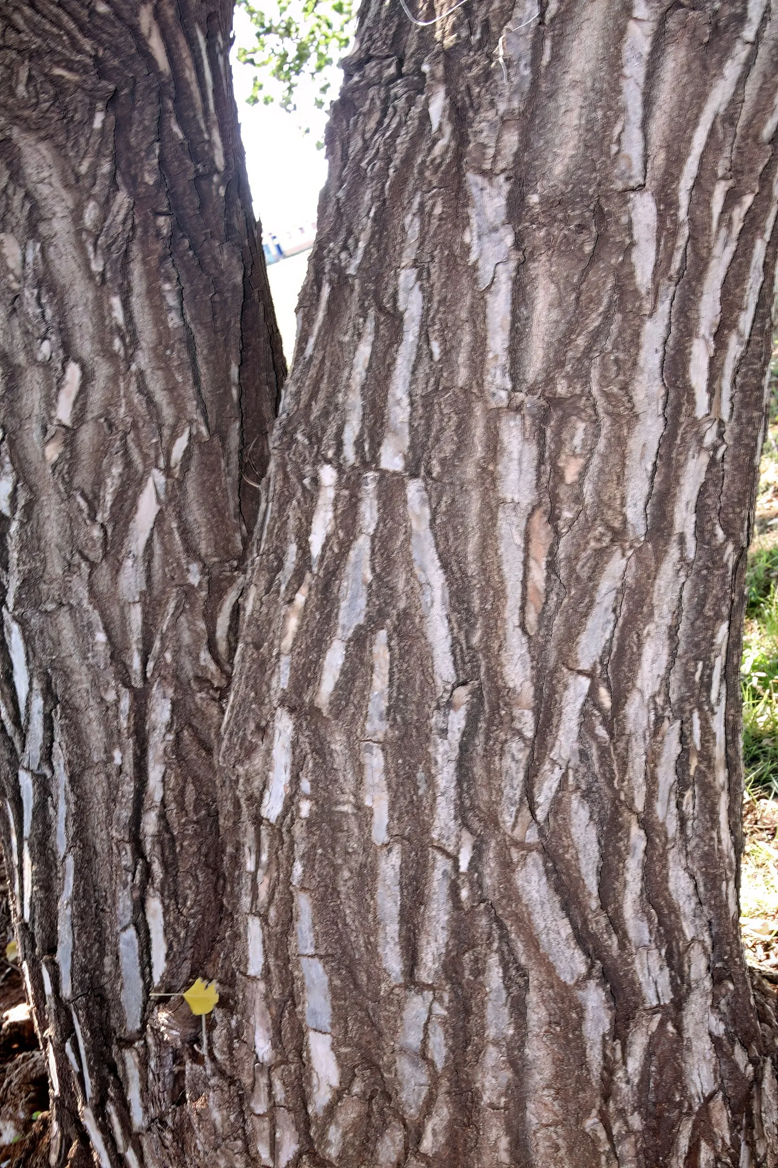 Fremont Cottonwood (Populus Fremontii) — demanding considerable space and proximity to water to facilitate its growth and seasonal transformations