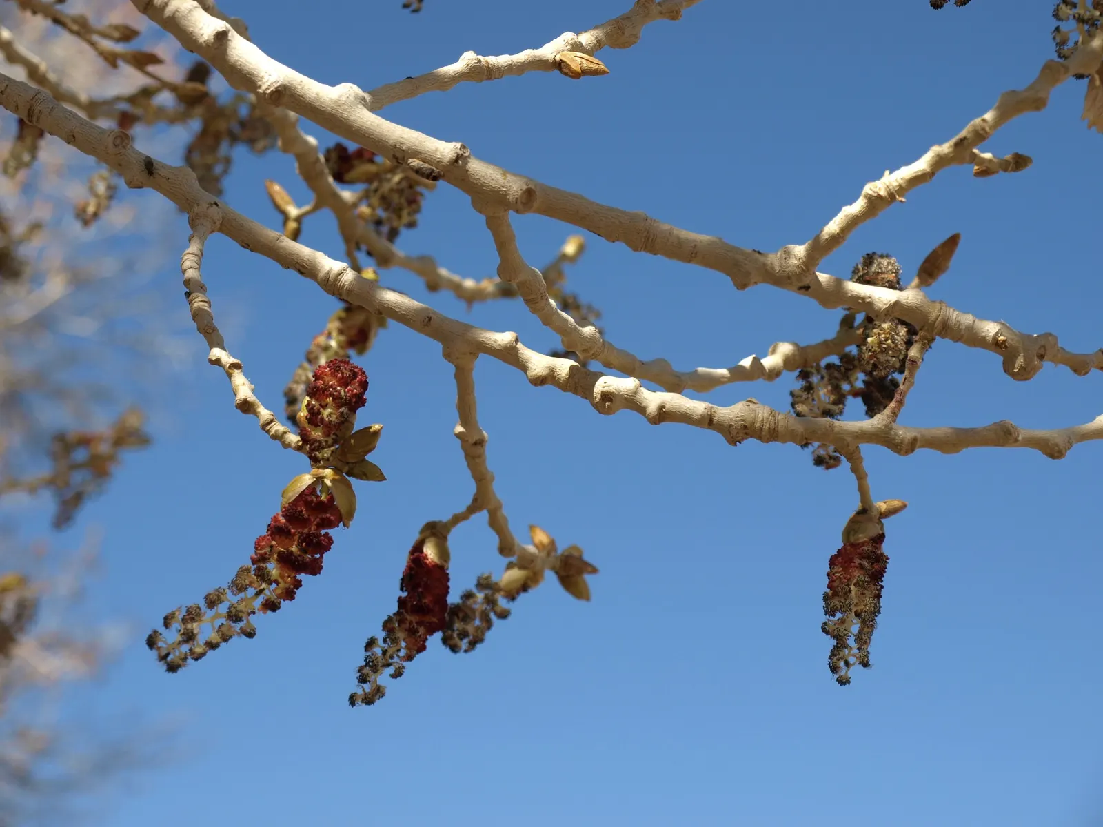 Fremont Cottonwood (Populus Fremontii) — This fast-growing species reaches heights of 40-60 feet, with a similar spread