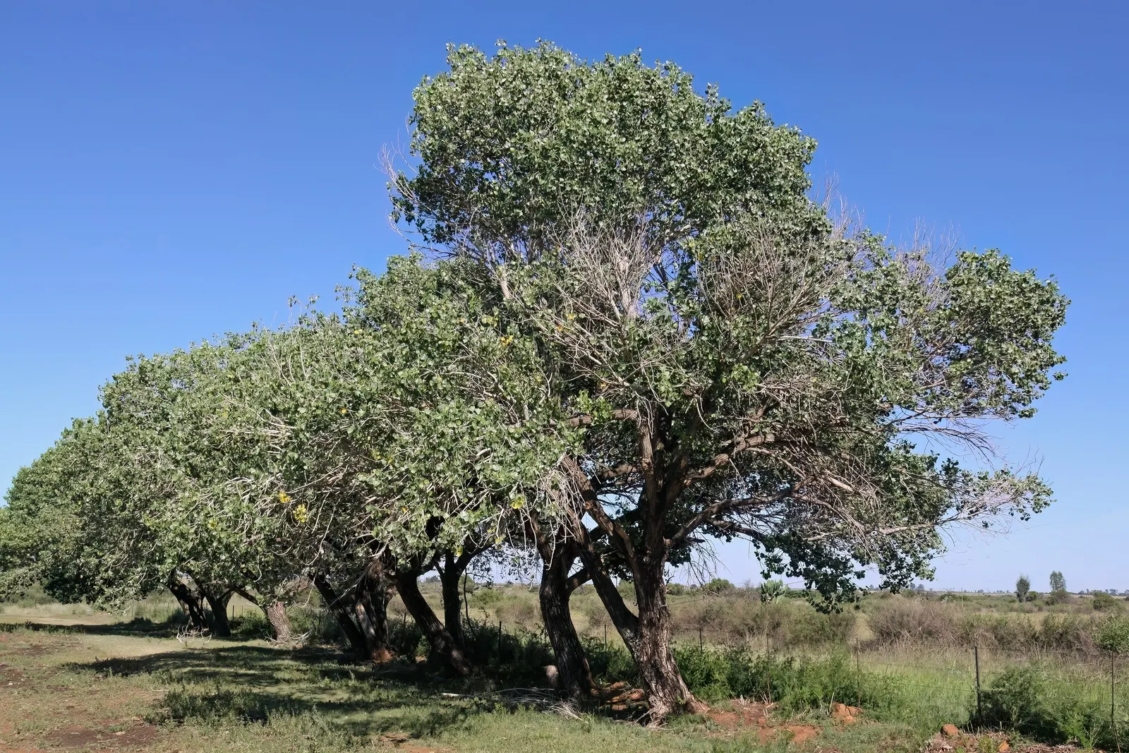 Fremont Cottonwood (Populus Fremontii) — the Fremont Cottonwood provides expansive shade and a lush backdrop for landscape designs; with a maximum trunk