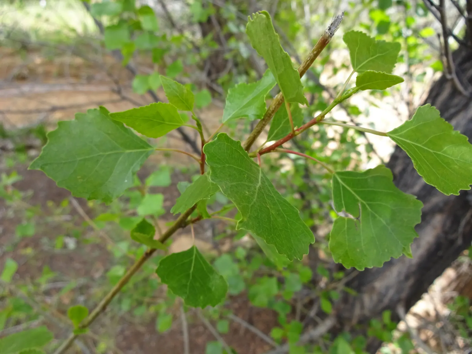 Fremont Cottonwood (Populus Fremontii) — Ideal for large-scale landscapes needing quick shade or naturalized settings