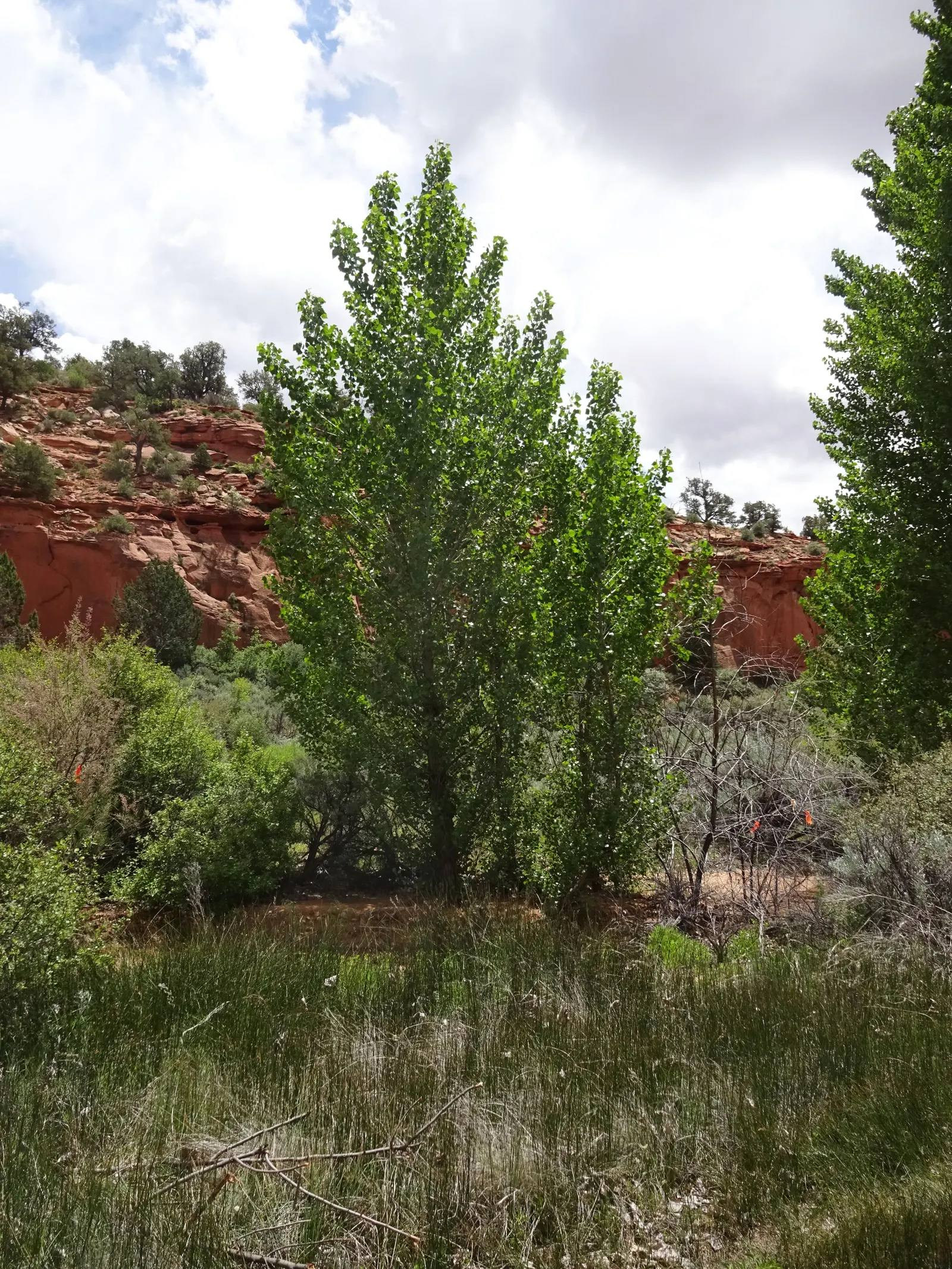Fremont Cottonwood (Populus Fremontii) — while maintaining a comparatively fast growth rate.<br><br>Noteworthy for its heart-shaped
