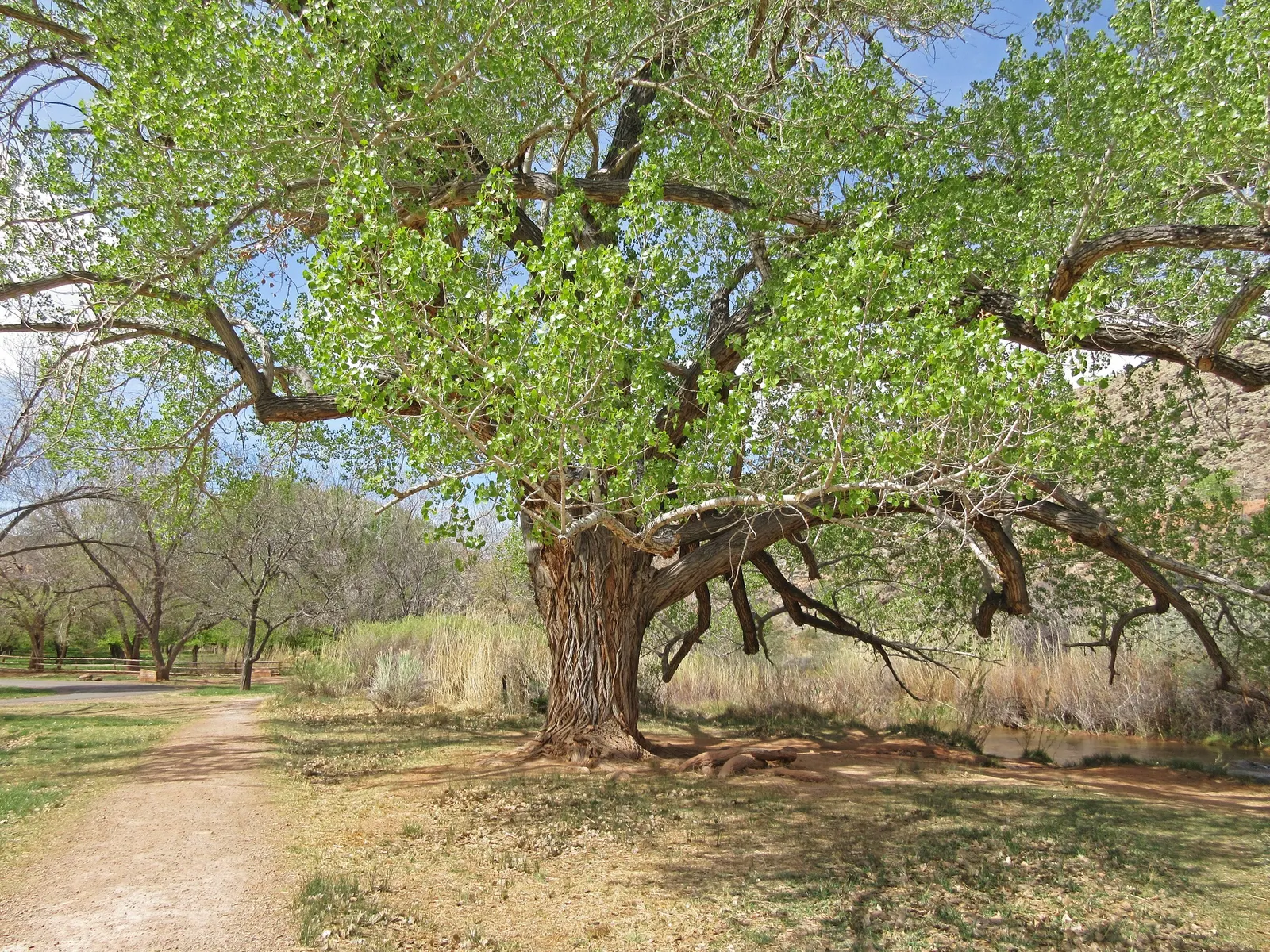 Fremont Cottonwood (Populus Fremontii) — making it an essential component of wetland ecosystems