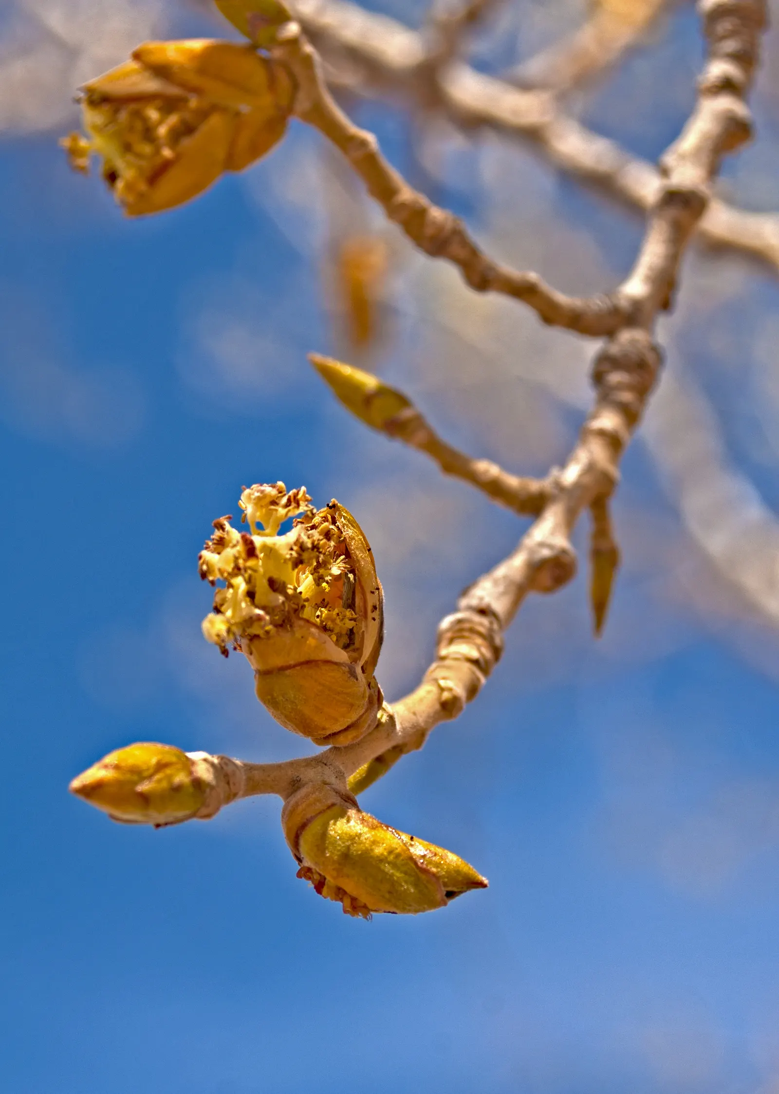 Fremont Cottonwood (Populus Fremontii) — Populus fremontii, commonly known as Fremont Cottonwood, is a North American native deciduous tree