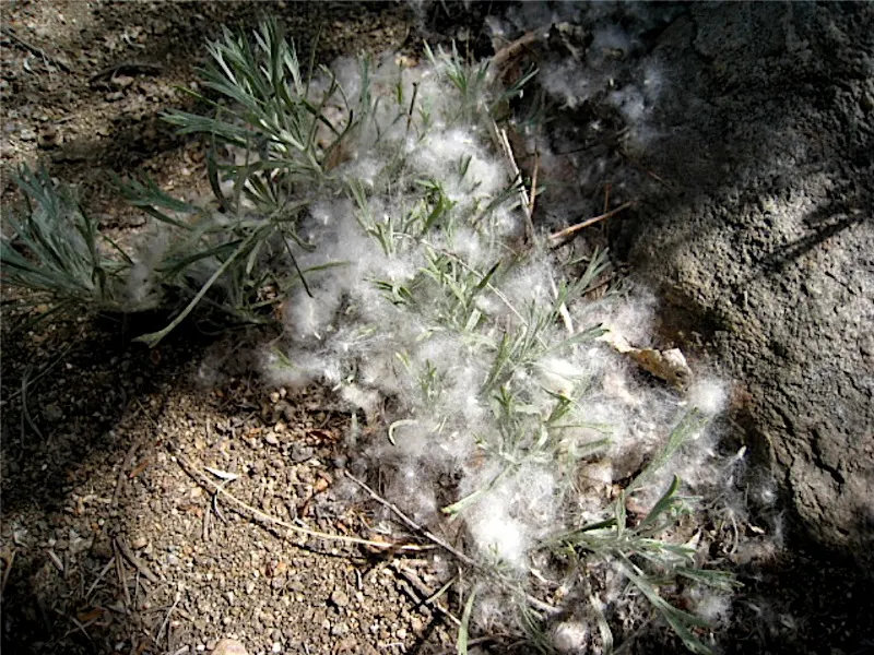 Fremont Cottonwood (Populus Fremontii) — making it an essential component of wetland ecosystems; tree for full