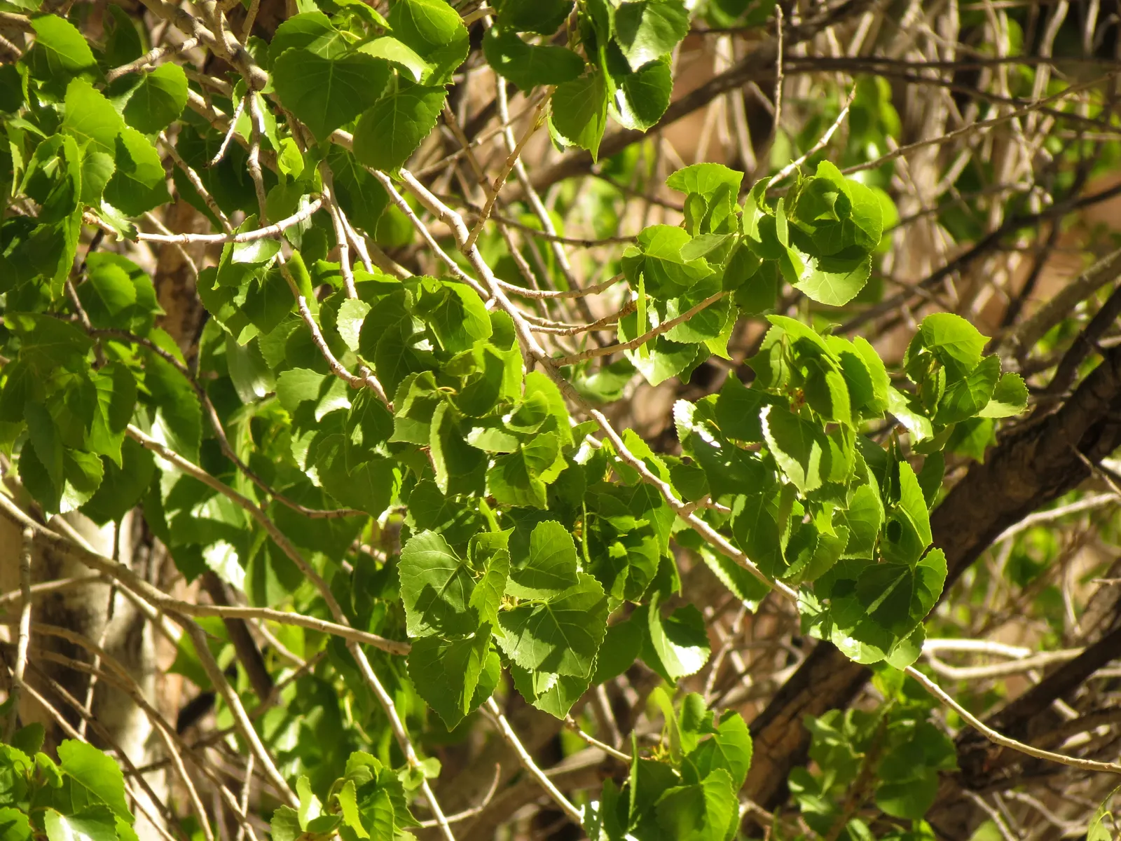 Fremont Cottonwood (Populus Fremontii) — Typically reaching heights of 40 to 90 feet with a canopy spread of 30 to 50 feet