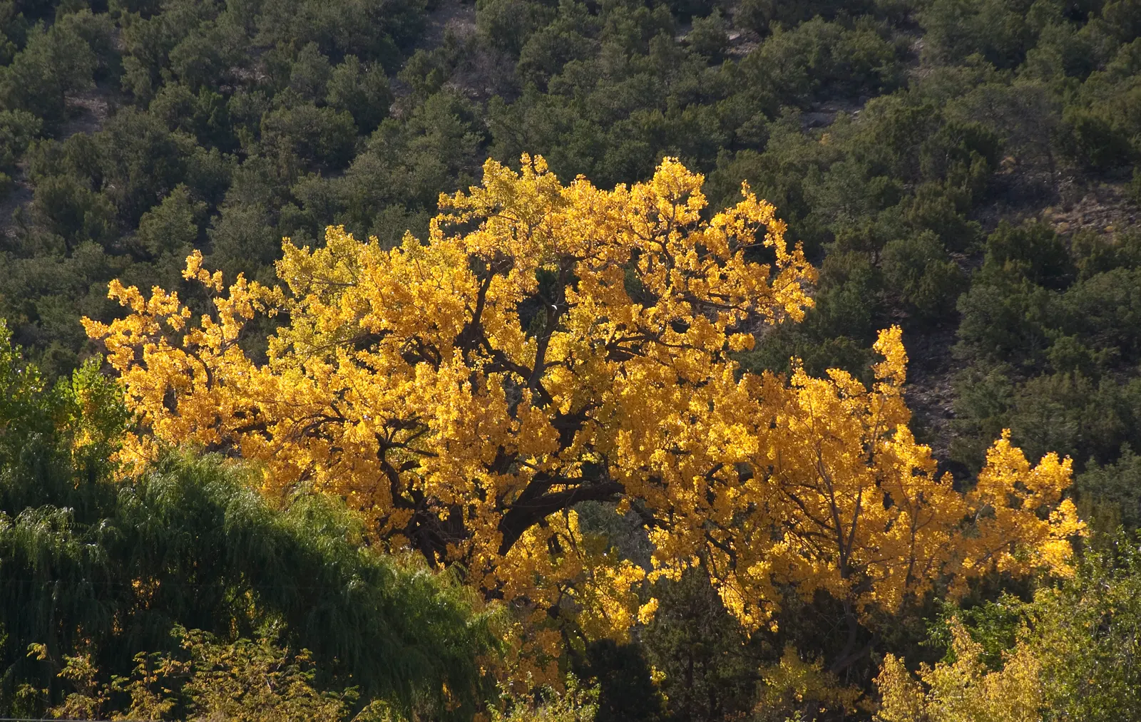 Fremont Cottonwood (Populus Fremontii) — Ideal for large-scale landscapes needing quick shade or naturalized settings; the Fremont Cottonwood provides