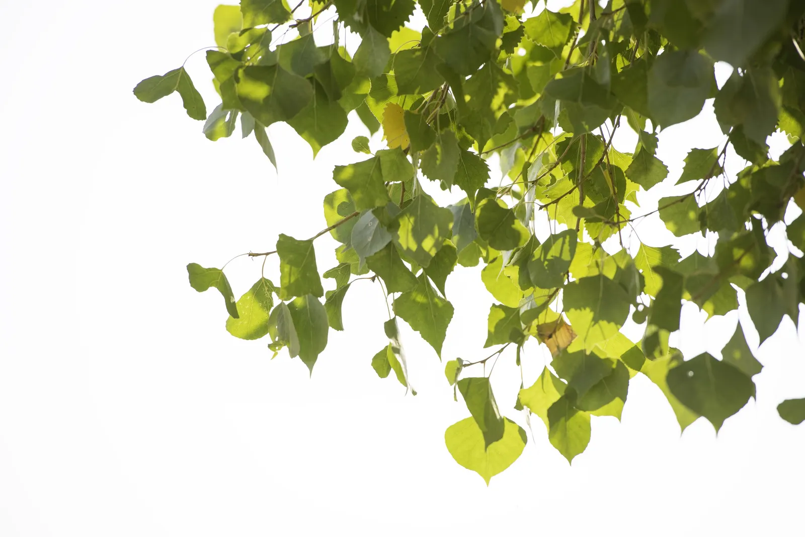 Fremont Cottonwood (Populus Fremontii) — tree for full