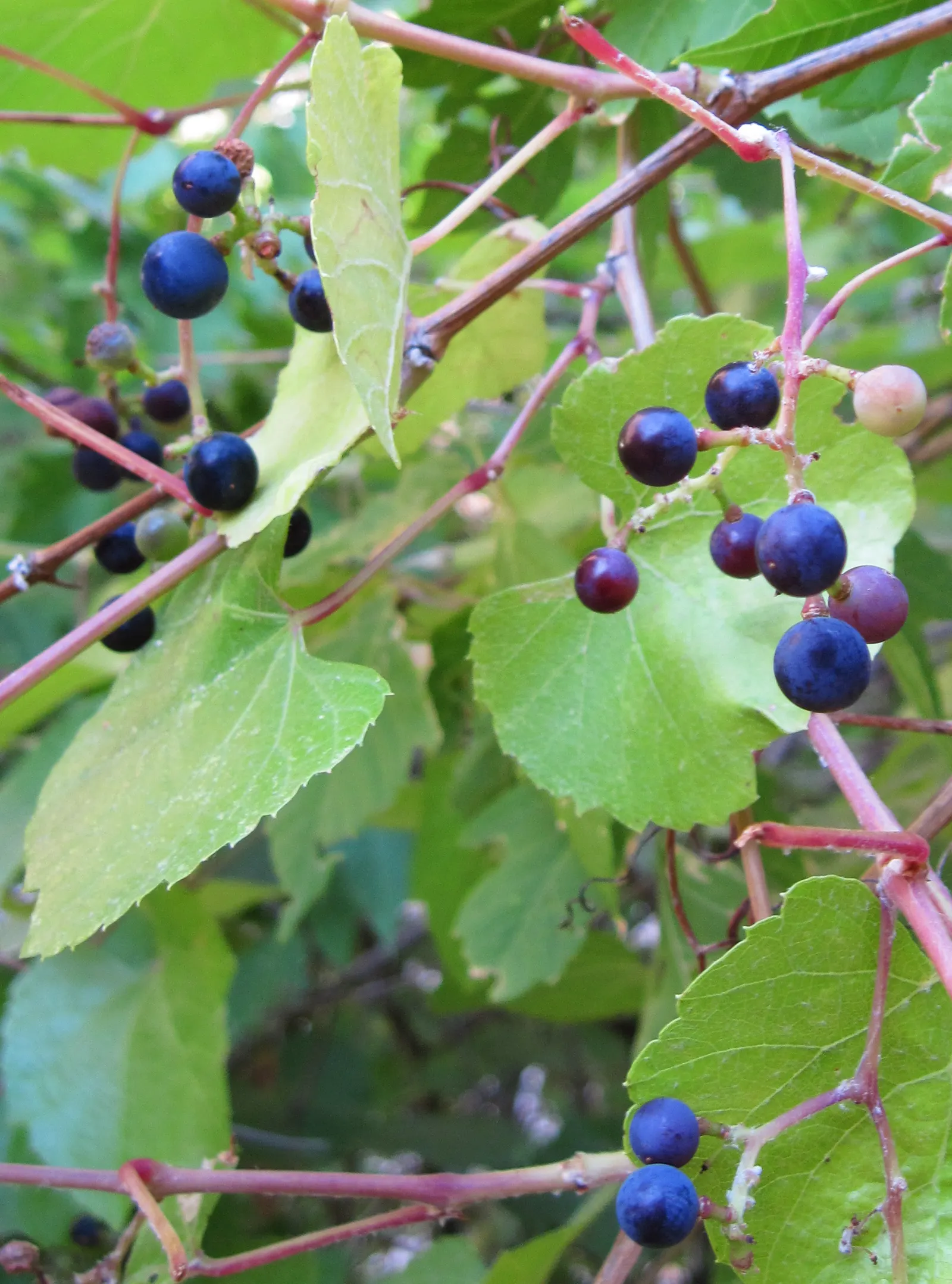 Fremont Cottonwood (Populus Fremontii) — the Fremont Cottonwood is a fast-growing