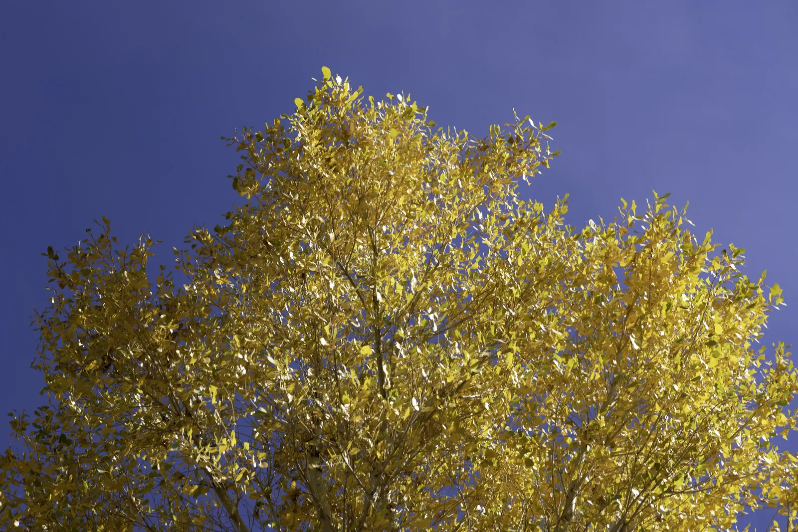 Fremont Cottonwood (Populus Fremontii) — Its broad, open canopy of heart-shaped leaves offers vibrant green foliage that turns golden-yellow in autumn; the