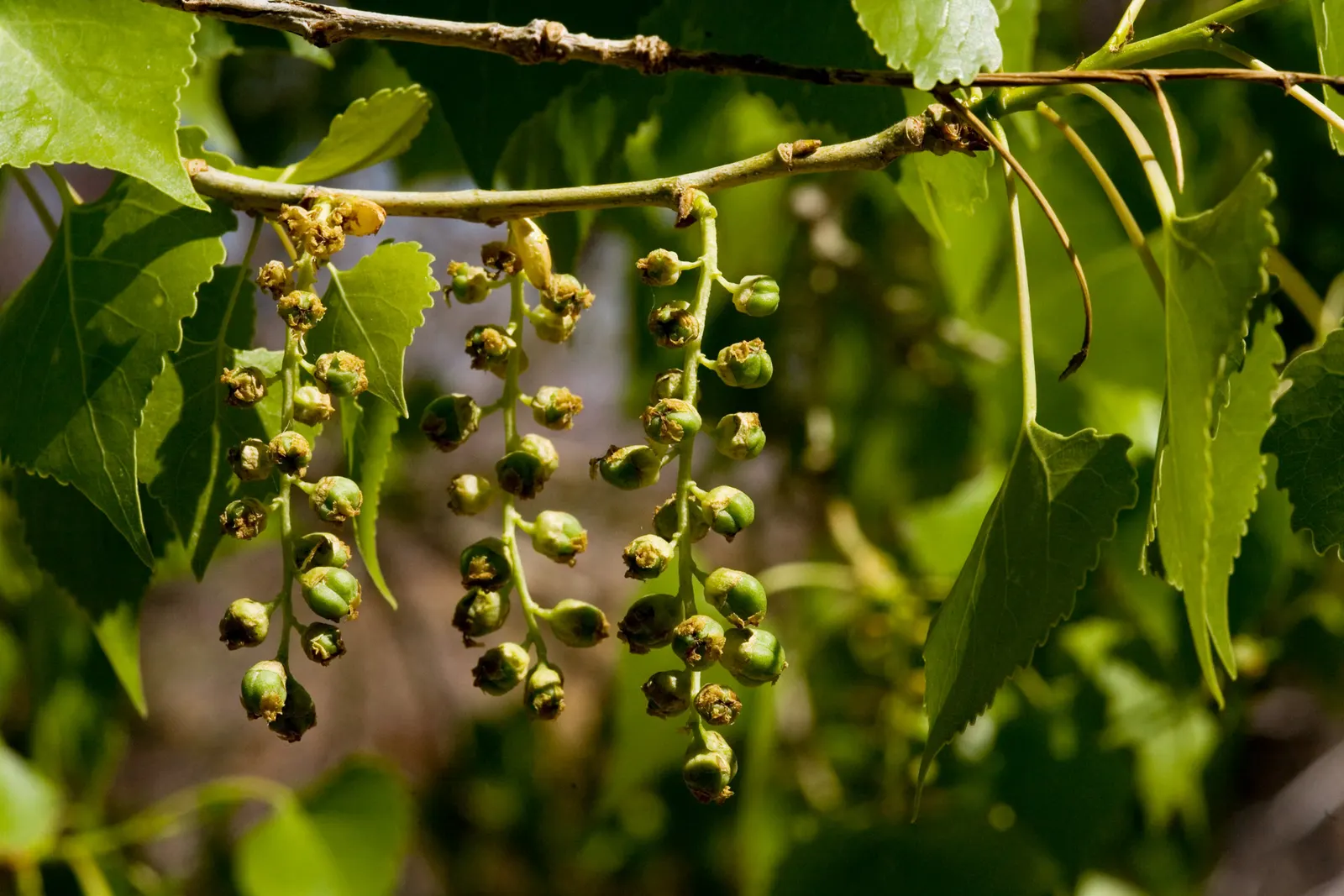 Fremont Cottonwood (Populus Fremontii) — This tree is characterized by its deeply furrowed bark, which becomes more textured and pronounced as it ages