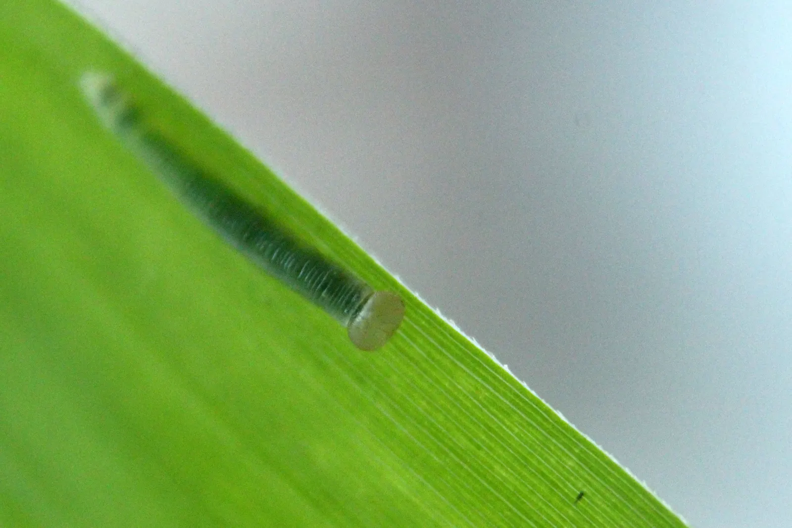 Painted Bamboo (Bambusa Vulgaris 'Vittata') — clumping bamboo highly prized for its bright yellow canes adorned with random green stripes; this, image 80