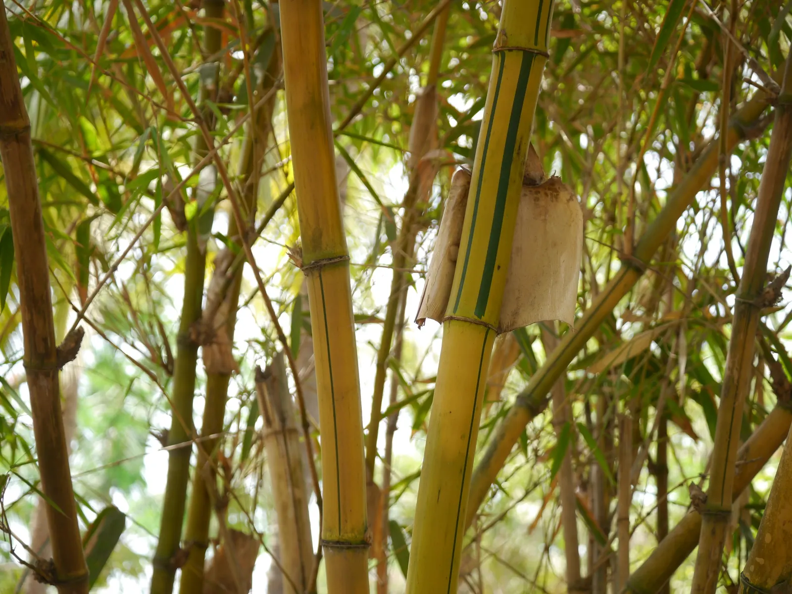 Painted Bamboo (Bambusa Vulgaris 'Vittata') — striking form provides excellent visual interest and can be utilized for privacy screens; clumping bamboo highly