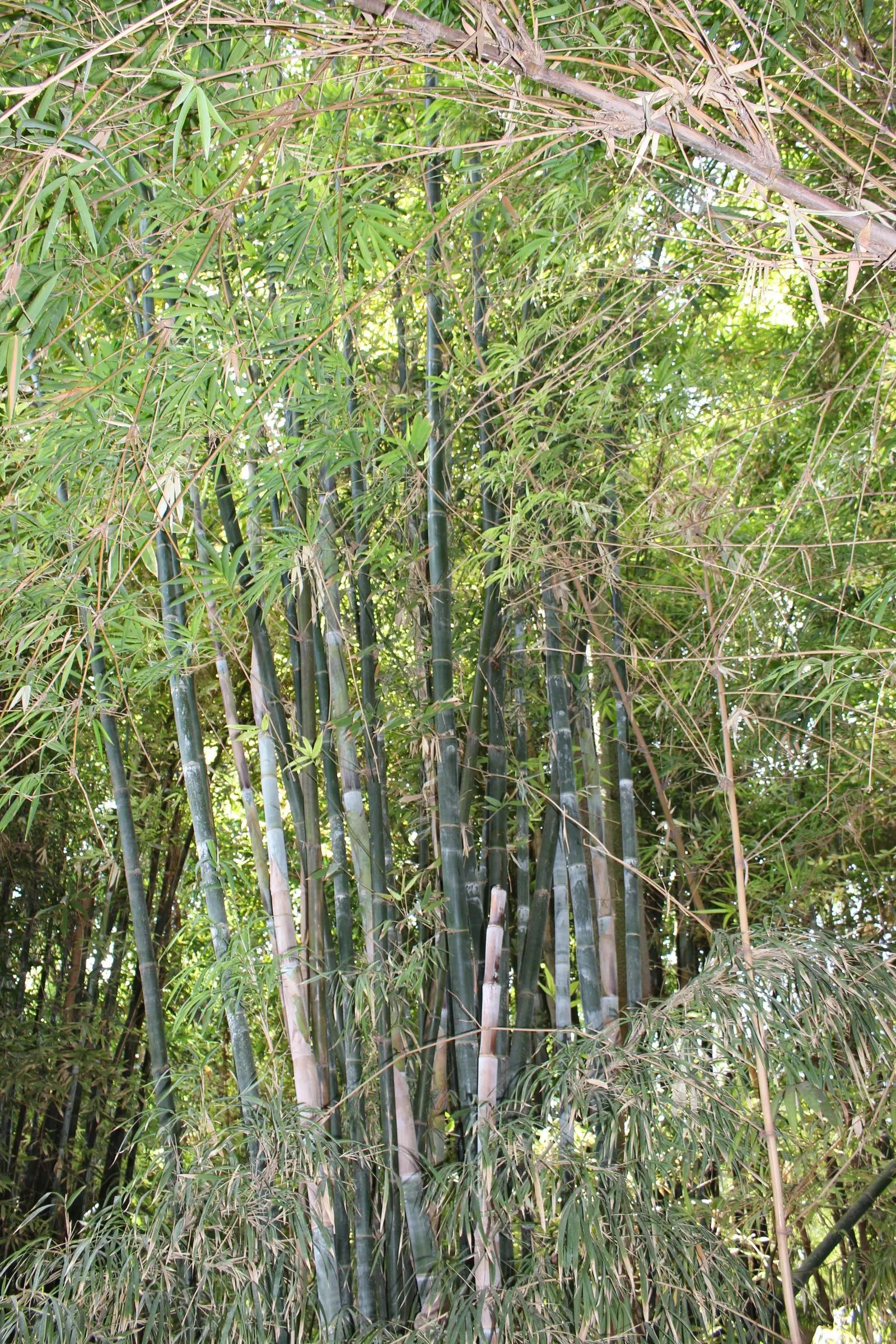 Painted Bamboo (Bambusa Vulgaris 'Vittata') — striking form provides excellent visual interest and can be utilized for privacy screens; clumping, image 75