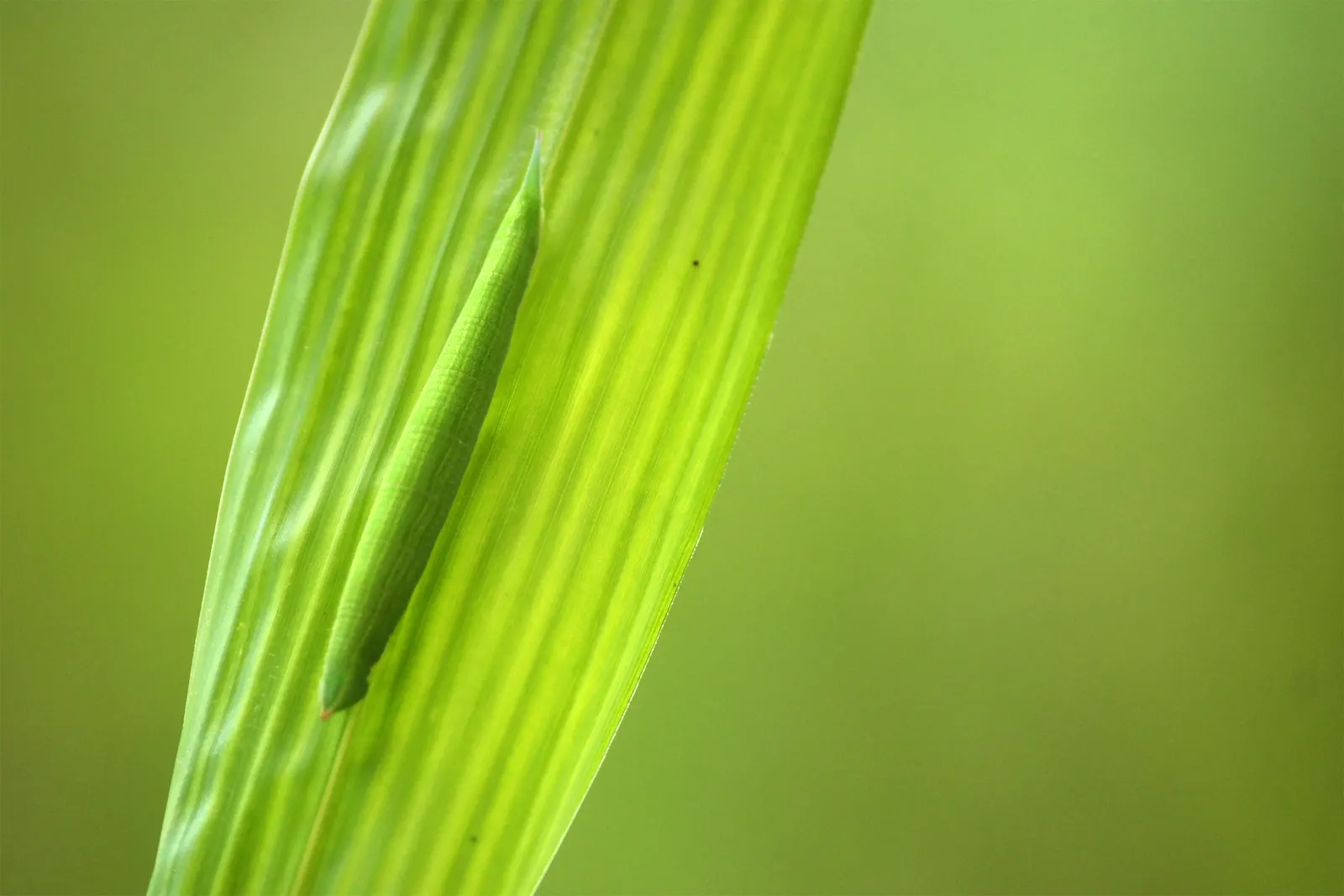 Painted Bamboo (Bambusa Vulgaris 'Vittata') — Ideal as a focal point or privacy screen; which seem meticulously hand-painted by nature's brush, image 58