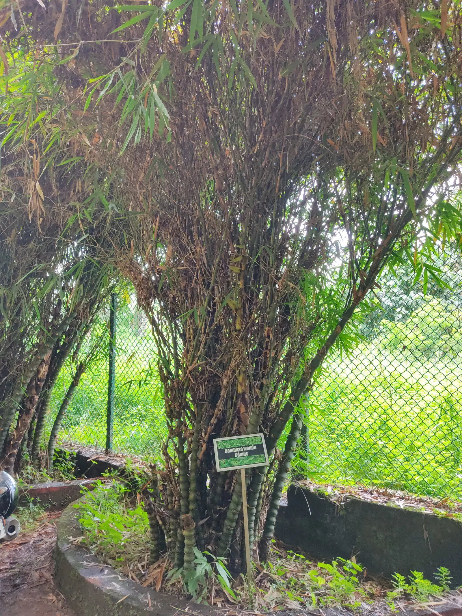 Painted Bamboo (Bambusa Vulgaris 'Vittata') — it's fast-growing and resilient; consider its rapid growth and expansive nature, image 59