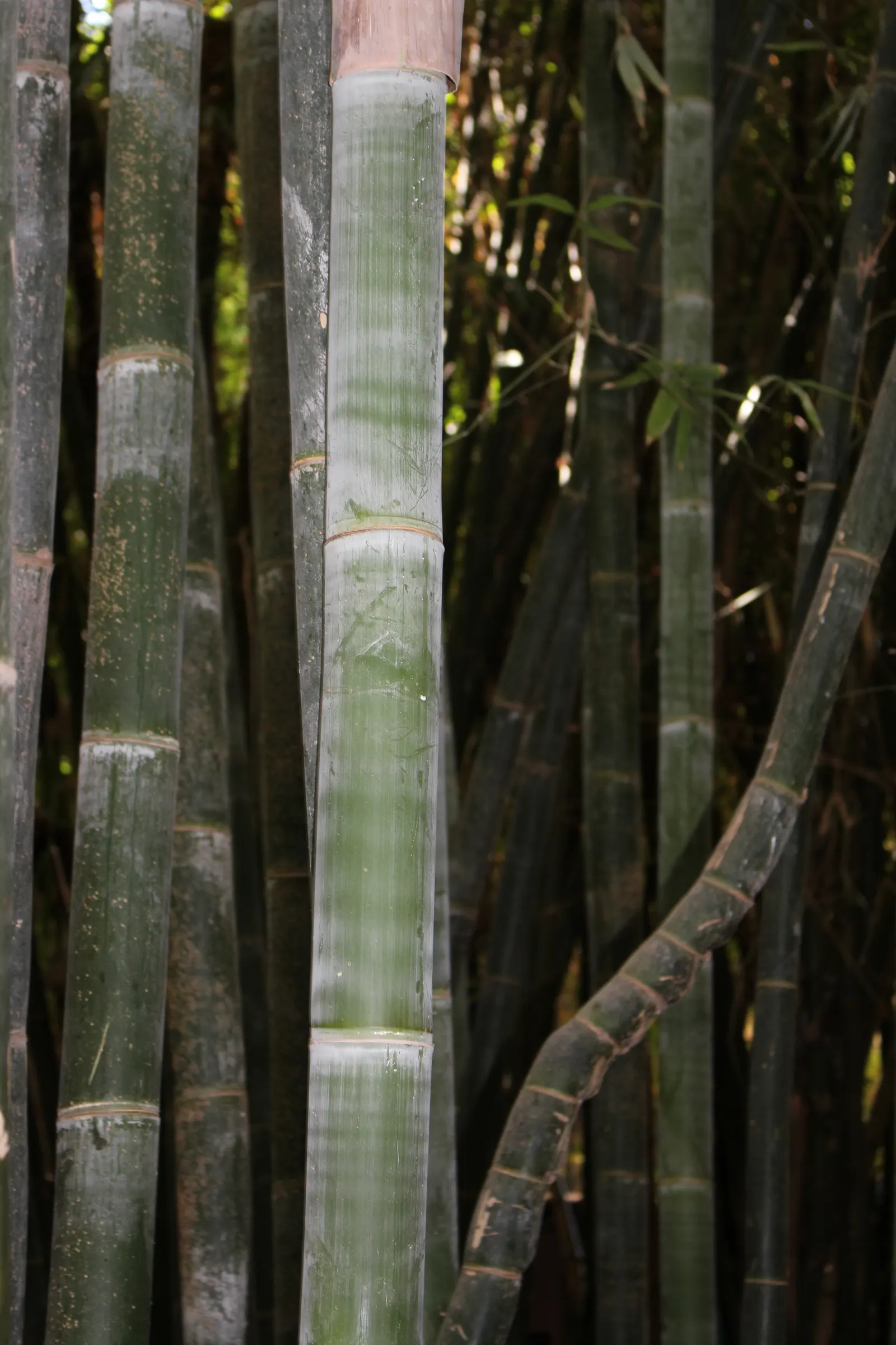 Painted Bamboo (Bambusa Vulgaris 'Vittata') — Maturing to heights of 30-40 feet with a cane diameter of 2-3 inches; regular pruning can help maintain its shape